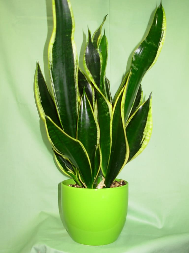 SANSEVIERIA PLANTER  NEW-P51 - This low maintenance plant is compact growing , has  rich green variegated foliage and comes in a quality decorative  ceramic planter container.. It is 20 inches tall and is 10 inches wide.  The Sansevieria plant is some times called  the &quot;Bedroom Plant &quot; as this plant is one of the most recommended plants for improvement of air quality.. At night it converts CO2 into oxygen.  