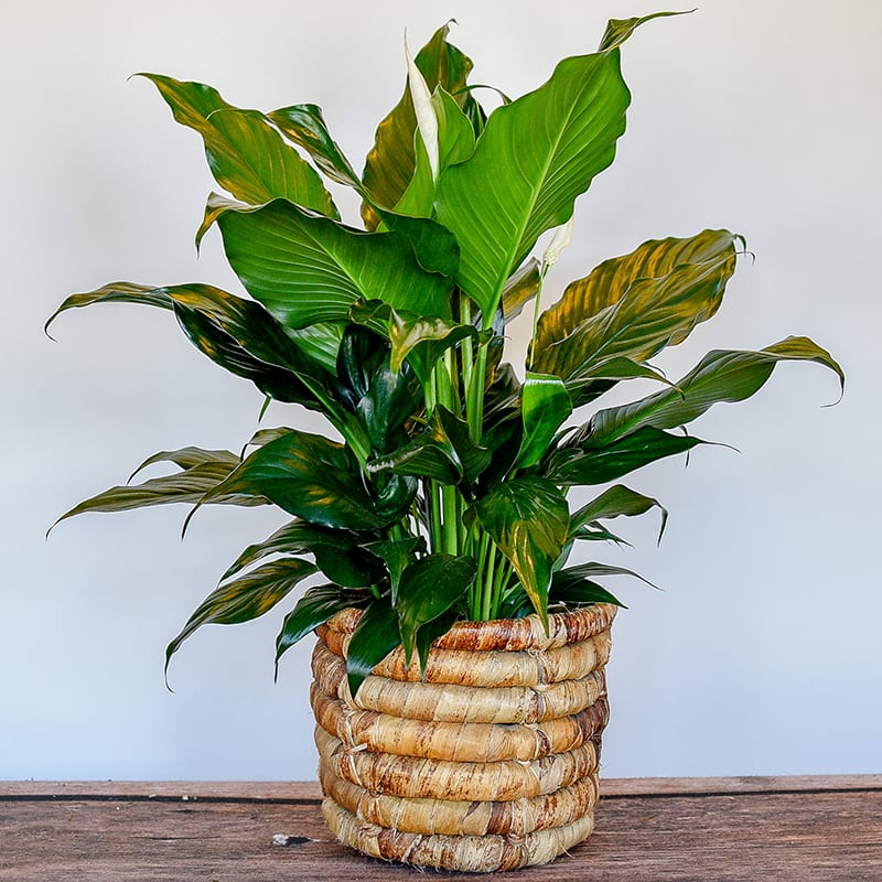 Spathiphyllum - Dark green leaves and striking white lily like flowers which bloom all year make a perfect gift for home or office.   Moderately bright light, protect from direct sun in the summer. Moderately moist soil is preferred. Water thoroughly after soil is dry to touch. Drain excess water in saucer at base of pot to prevent root rot. Do not over water.    