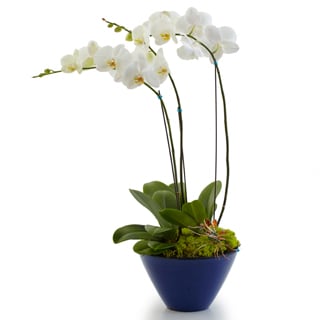 Opulent Orchids - Double - Product ID: BF45-11KD