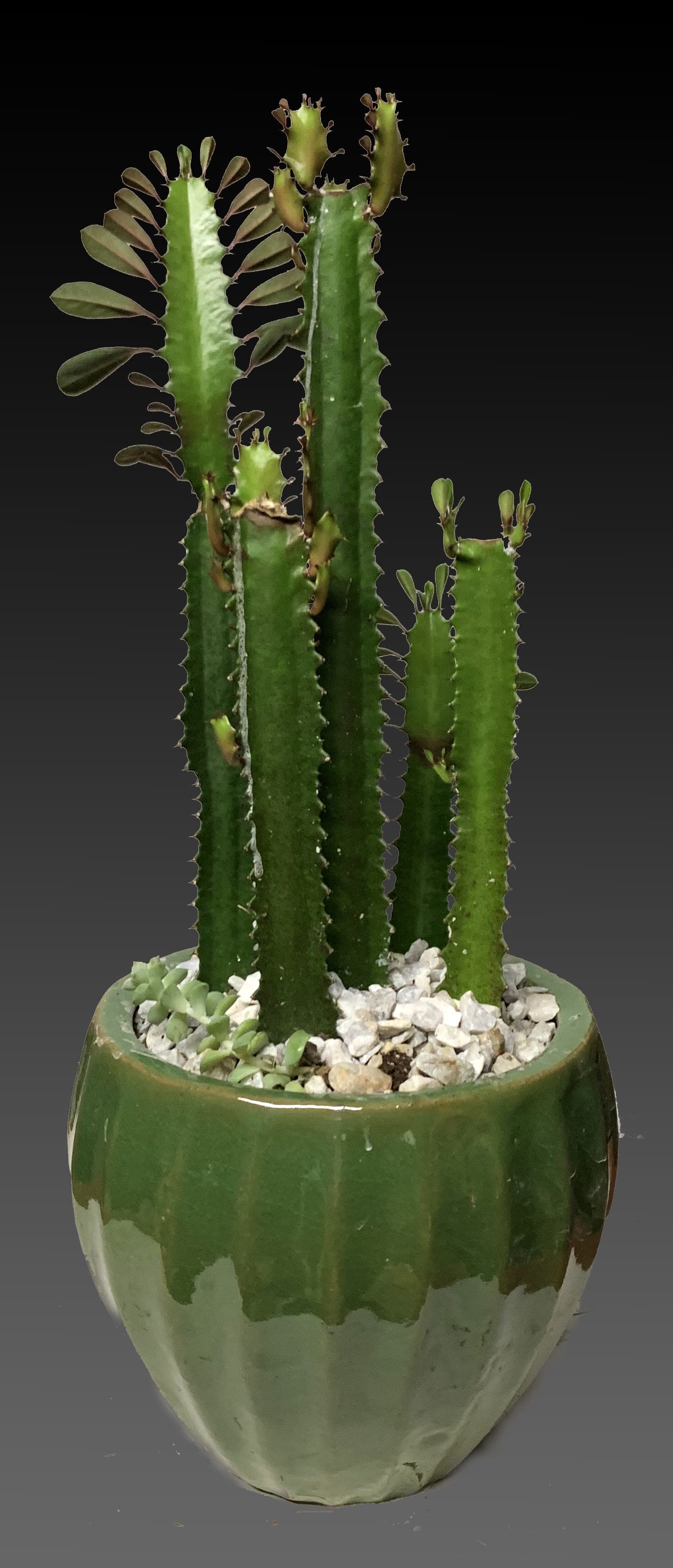 Amazing Cactus Facts: Grammar, History, And Botany Combined - 2ofuq8c