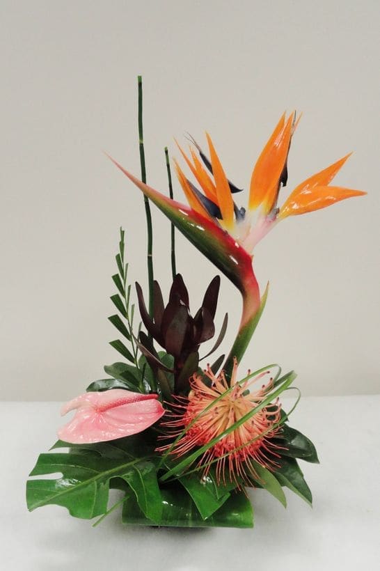 on my way - bird of paradise and Tropical