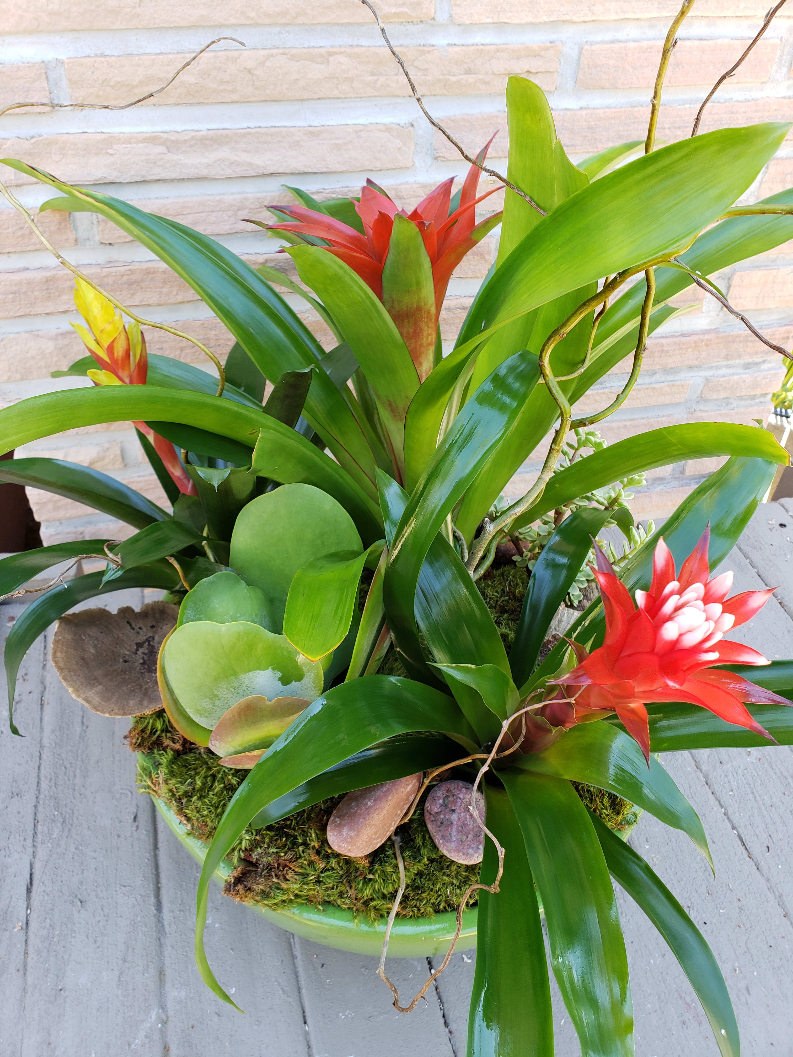 Bromeliad planter  - Mix of bromeliad and succulents  Perfect for a more long lasting gift to send. Bromeliad's have a life span of about 3 months. 