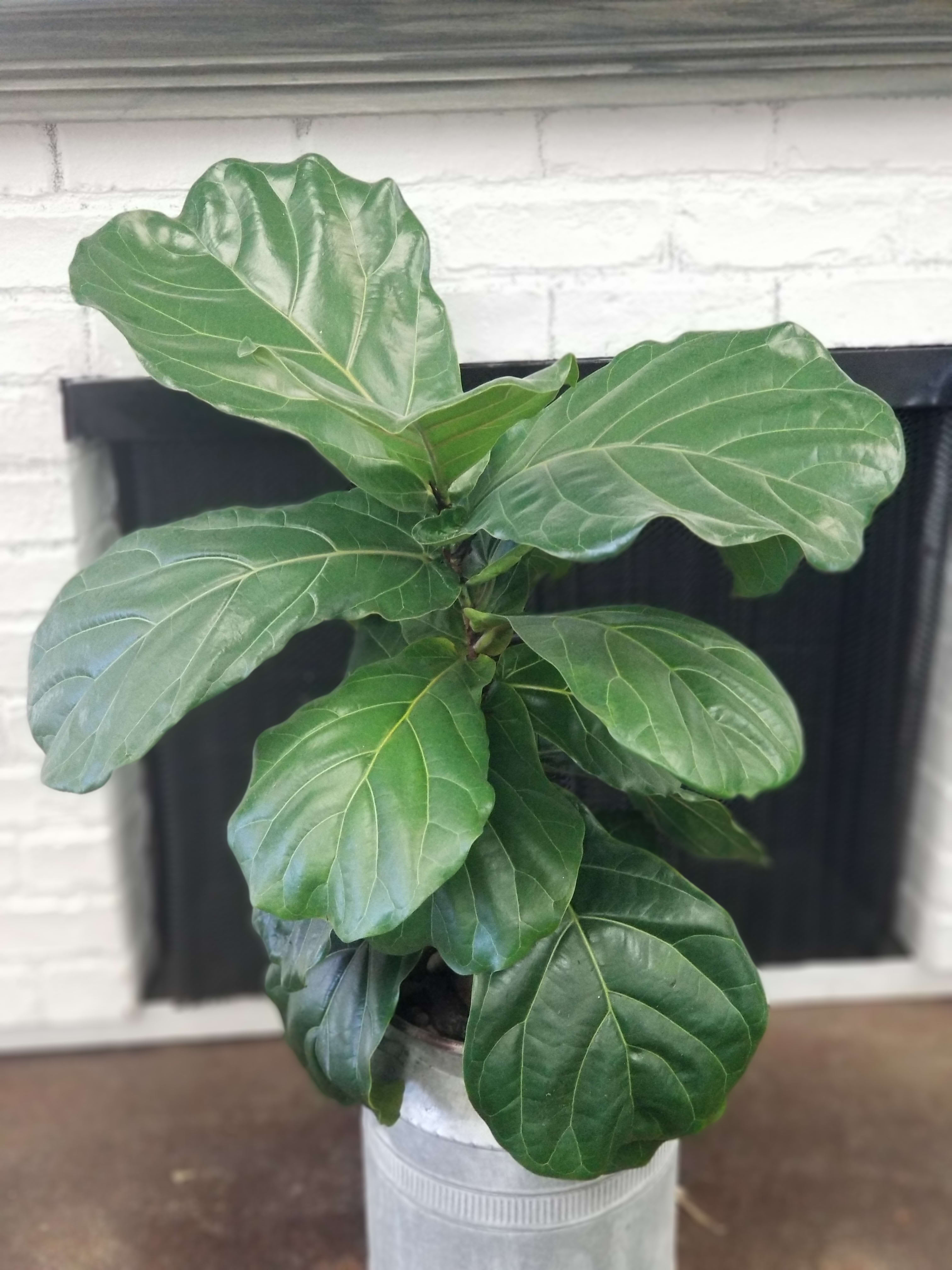 Fiddle Leaf Fig in Simi Valley, CA | Michael's Flowers