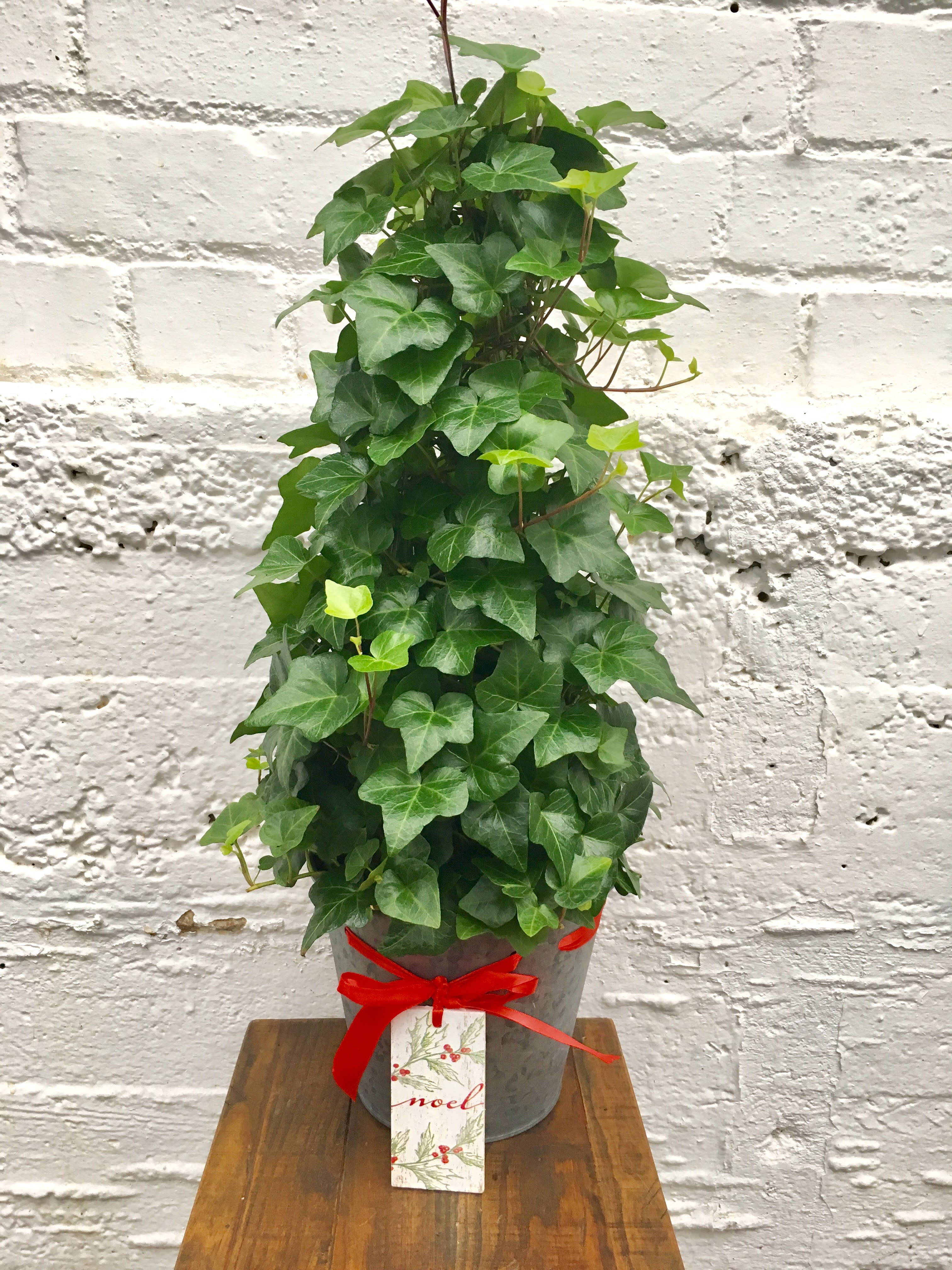 Holiday Ivy in Springfield, MO Wickman's Garden Village