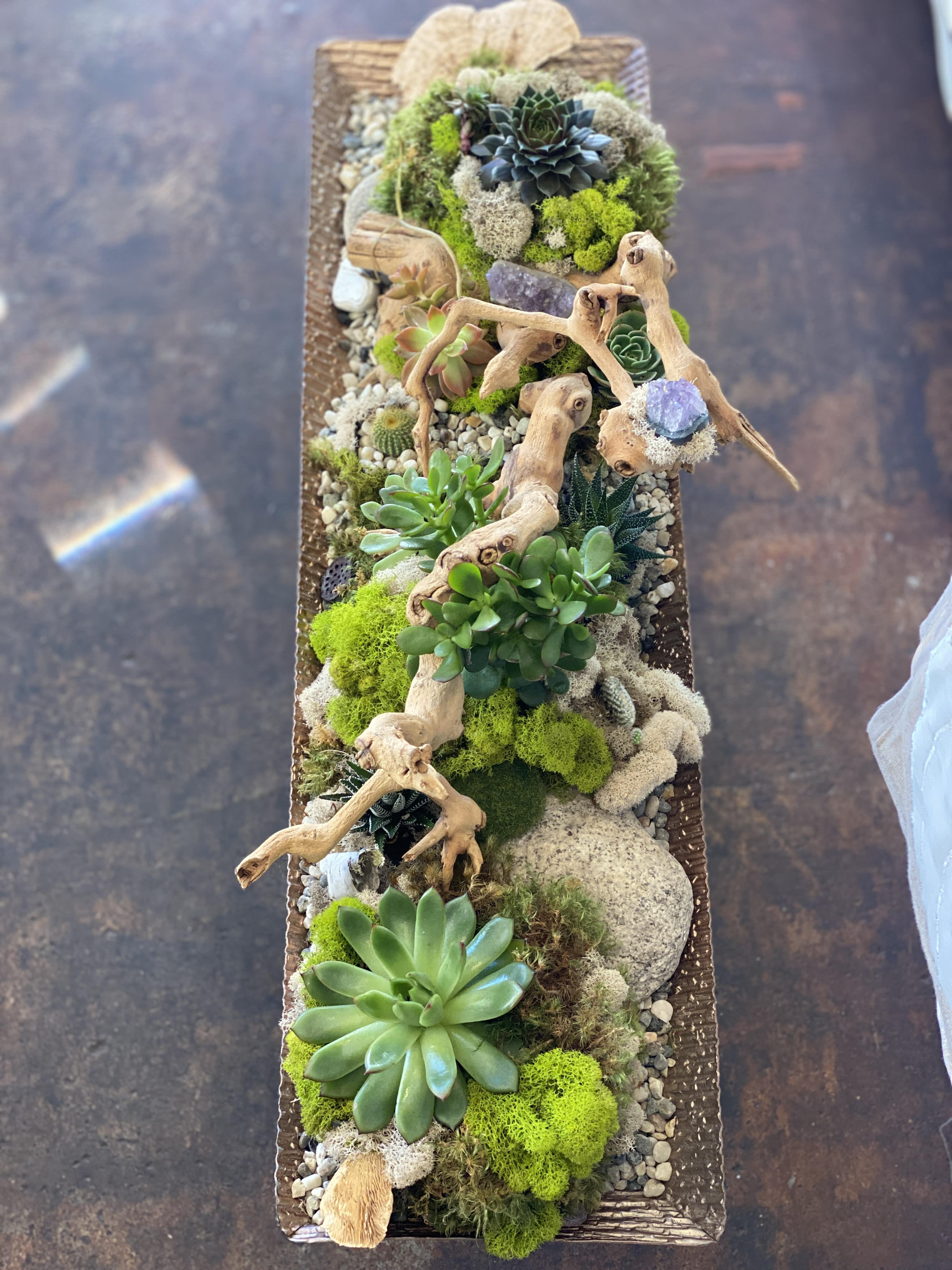 succulent seeds for sale Purchase Echeveria Blue Sky Online
