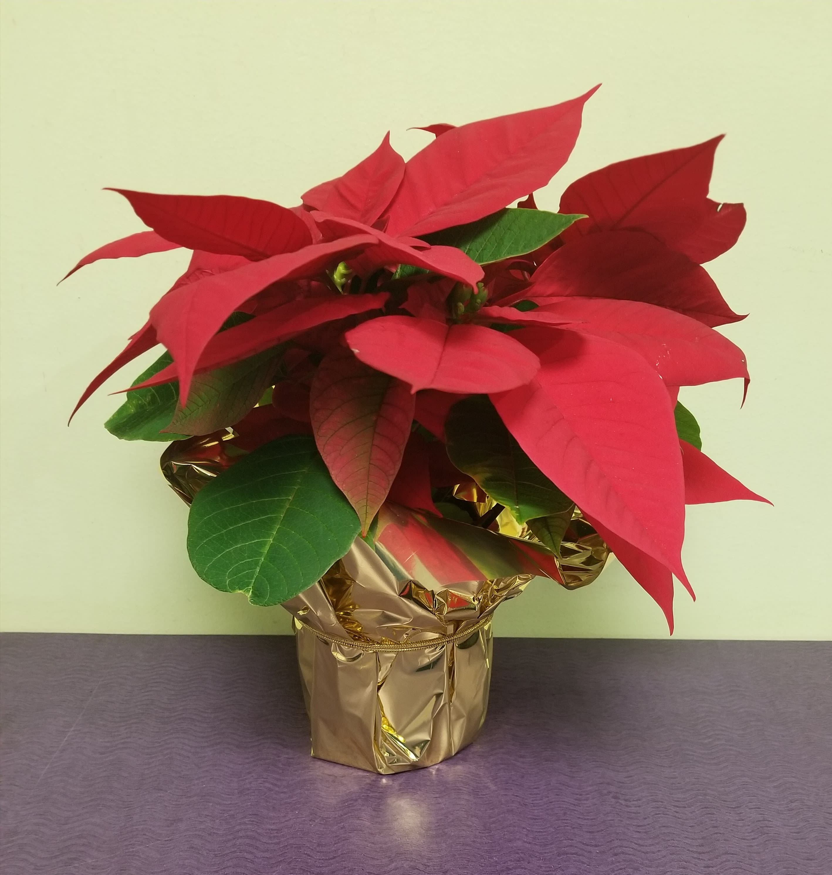Small Red Poinsettia in Philadelphia, PA Philadelphia