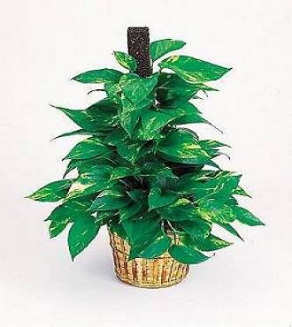 Pole Ivy Pole Ivy - This hardy and attractive indoor plant is easy to care for, and grows in a woven basket with wooden pole.