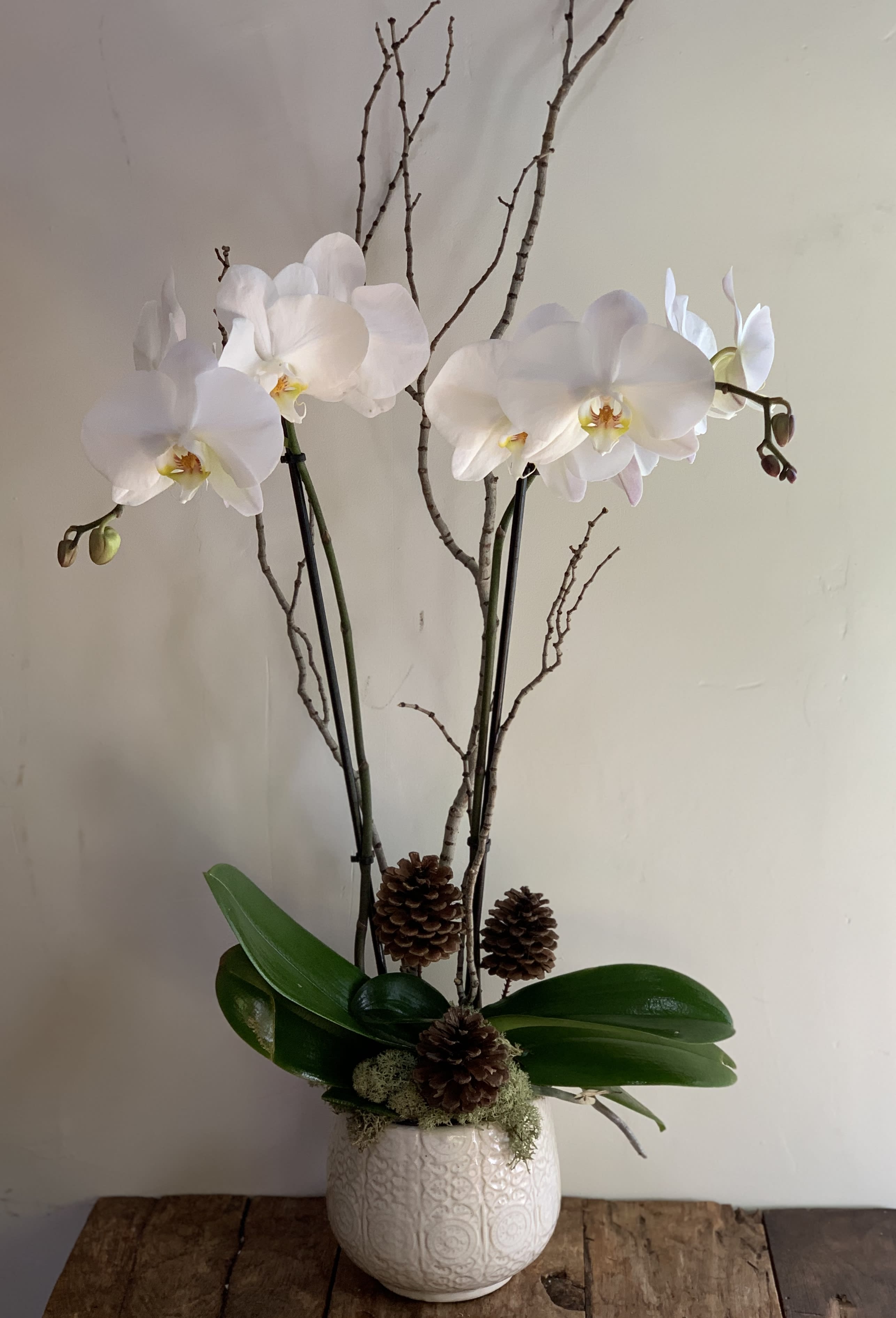 Orchid Elegance in Hermosa Beach, CA | Lily Pad Floral Design