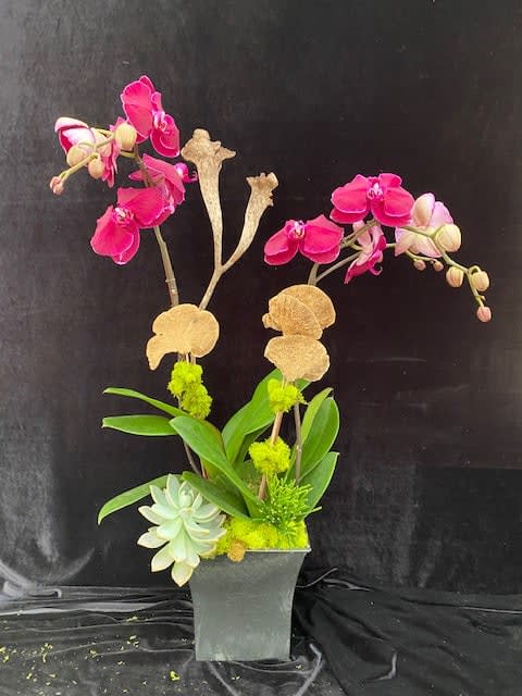 Design 89  - Purple Phal. two orchid in a pot arrangement. 