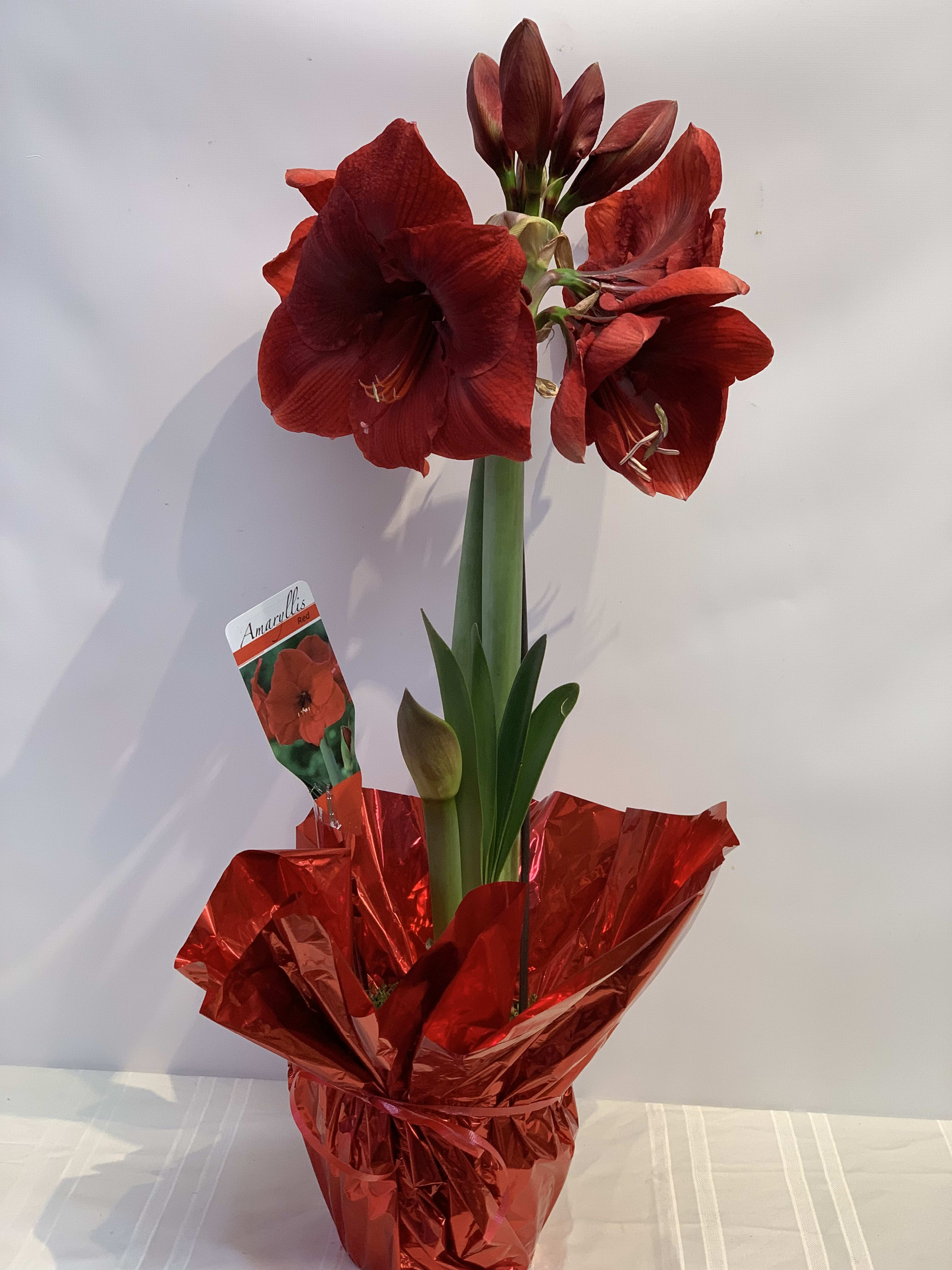 Amaryllis Plant - W813 in San Francisco, CA | Fillmore ...