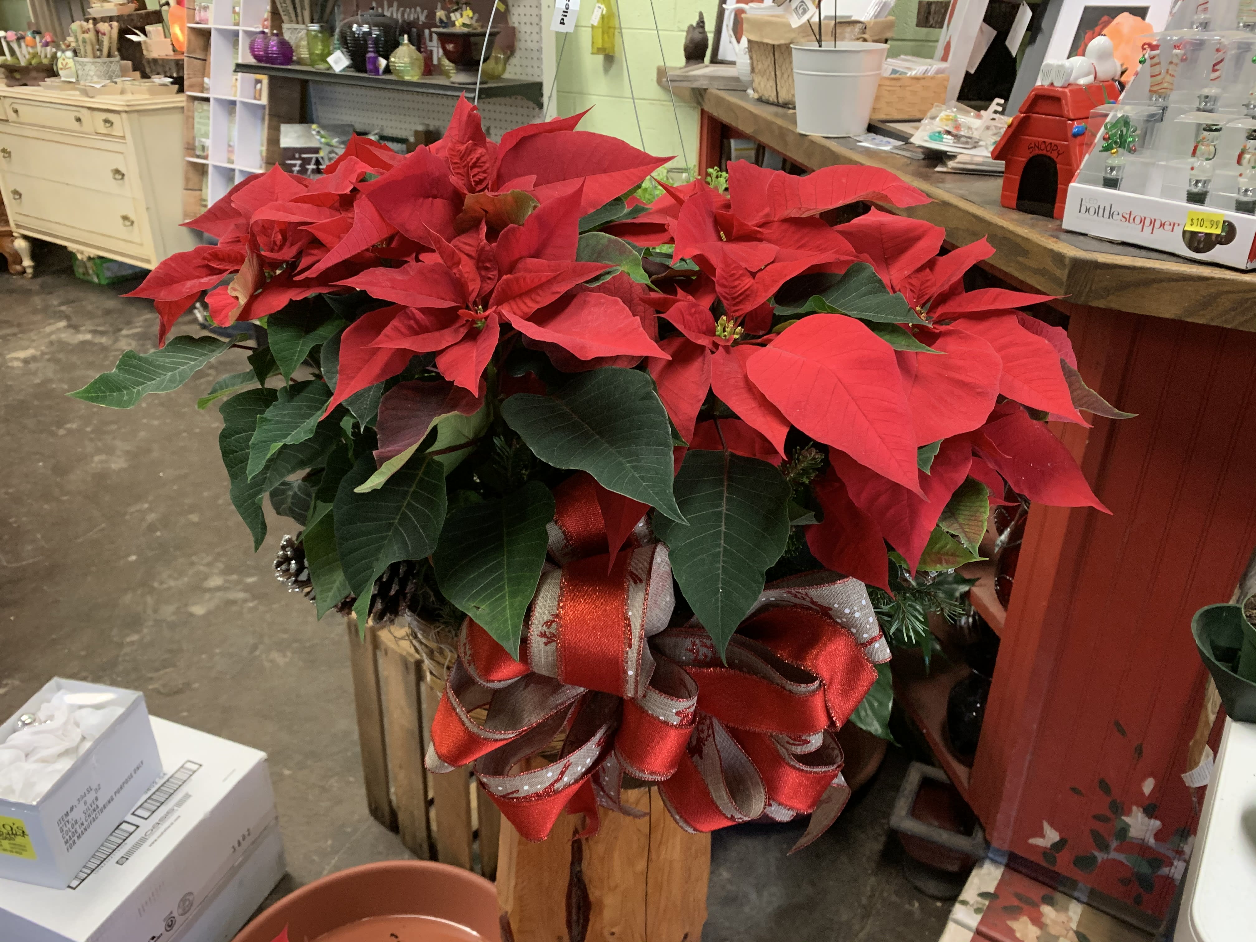 Poinsettia - Beautiful Poinsettia with decorative pot, filler decorations for occasion, and a Bow.