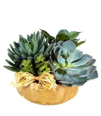 Bowl of Succs - Succulents have come out of the sand boxes and terrariums and jumped right into the midst of elegant flower arrangements. Florists have not been slow to recognize that these sometimes strange-looking and versatile plants ca make quite a statement in a floral design. And not only in desert or Southwestern-style designs. These plants have enough variety to fit in anywhere.