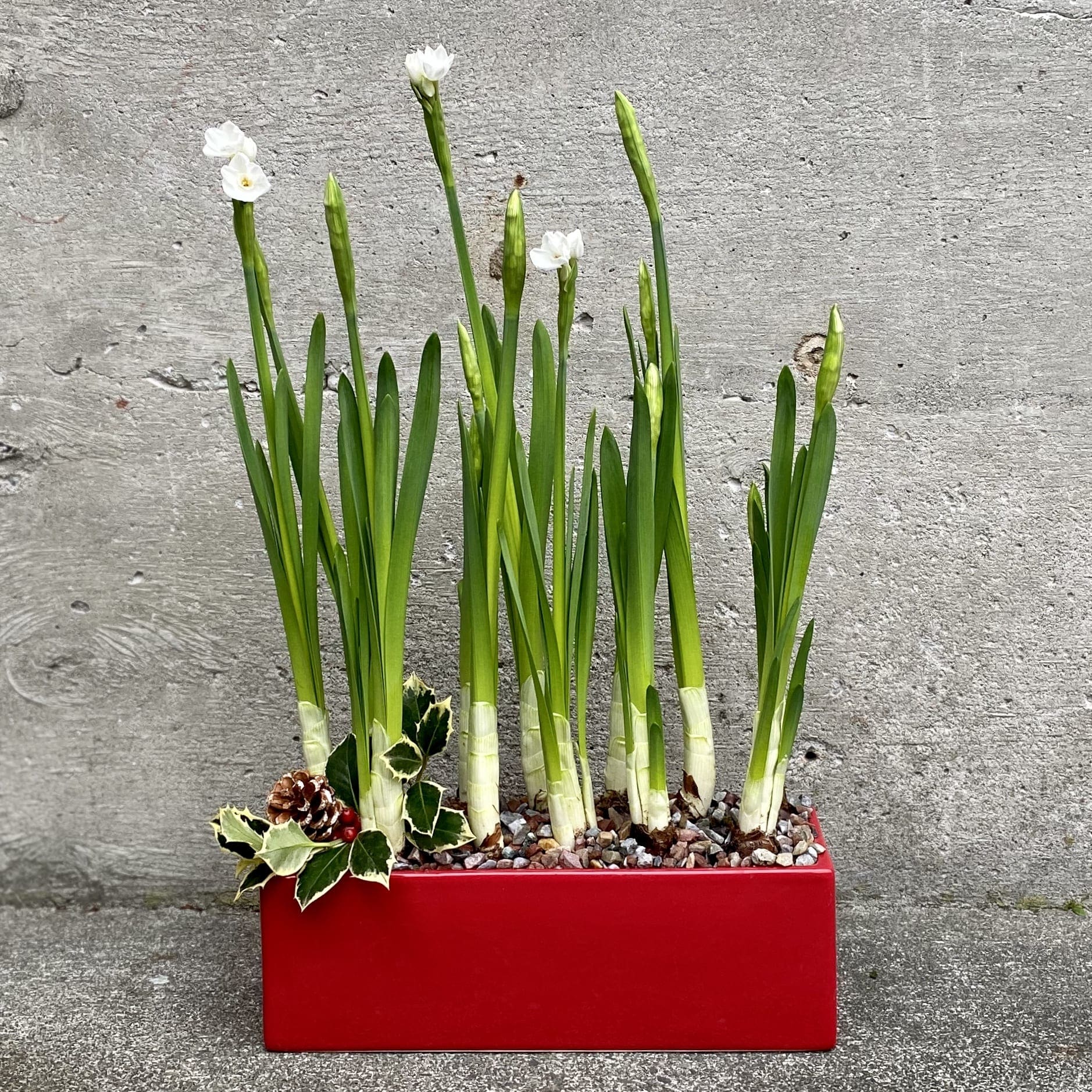 Paperwhites in Seattle, WA Fiori Floral Design