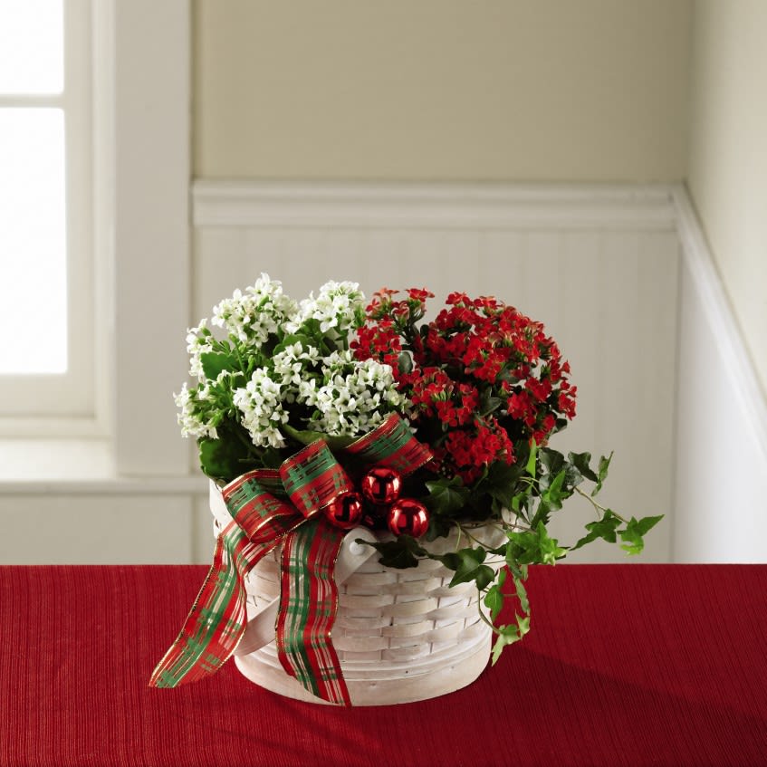 The FTD Celebrate the Season Dishgarden - A wonderful way to celebrate the Christmas season from the very beginning all the way to the final moment and beyond, this gorgeous holiday dishgarden blooms with a gorgeous grace your recipient is going to adore. Eye-catching kalanchoe plants sit side by side each blooming with either tiny red or white blooms amongst lush green foliage, accented with a vibrant ivy plant, shiny red glass holiday balls, and a multi-plaid red and green ribbon, whiled seated in a white woodchip woven basket. A great way to send your warmest season's greetings to any of the special people on your holiday shopping list! 