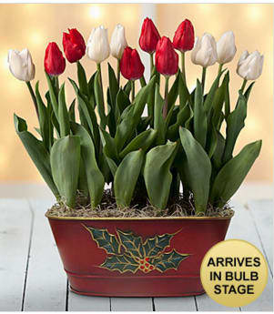 Happy bulbs hot sale