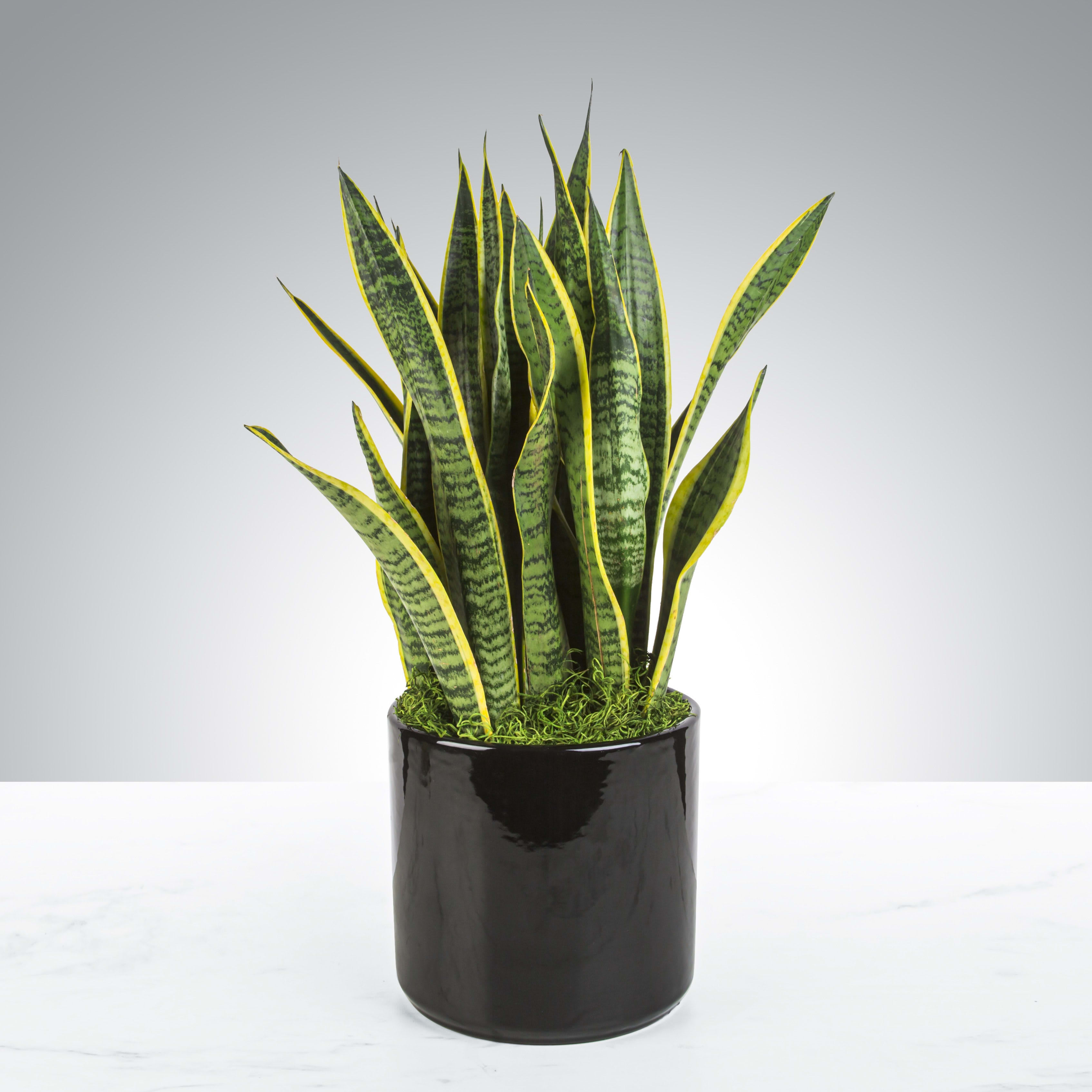 Snake Plant by BloomNation™ - A large sized Snake Plant in a modern pot. Snake Plants are said to improve air quality by removing toxins and are near impossible to kill! No green thumb necessary! APPROXIMATE DIMENSIONS: 10&quot; W x 24&quot; H    