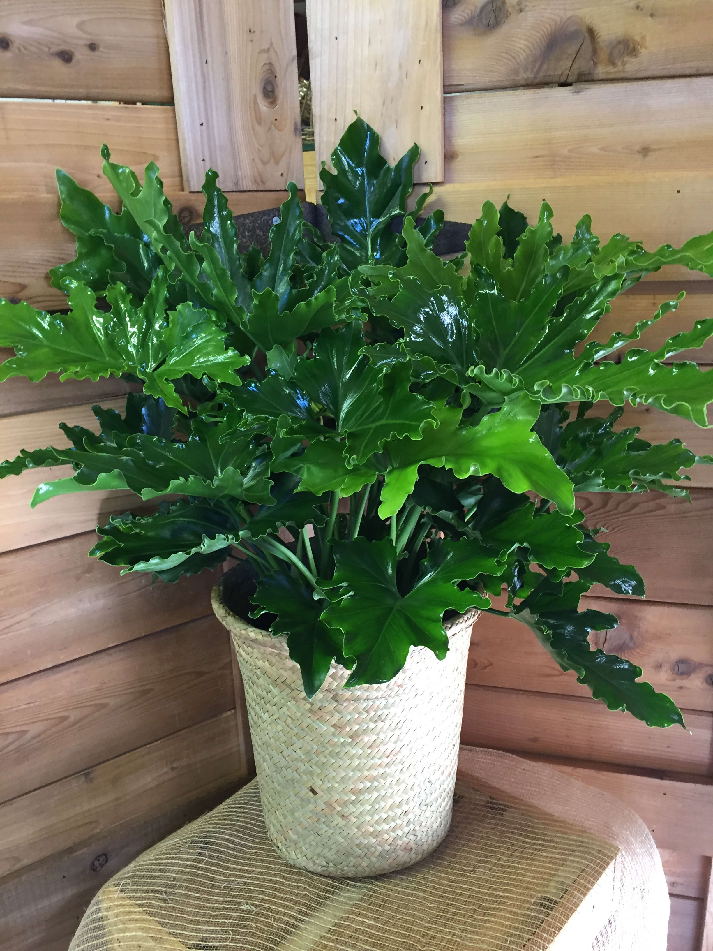 Philodendron Selloum Hope By Gateway Florist
