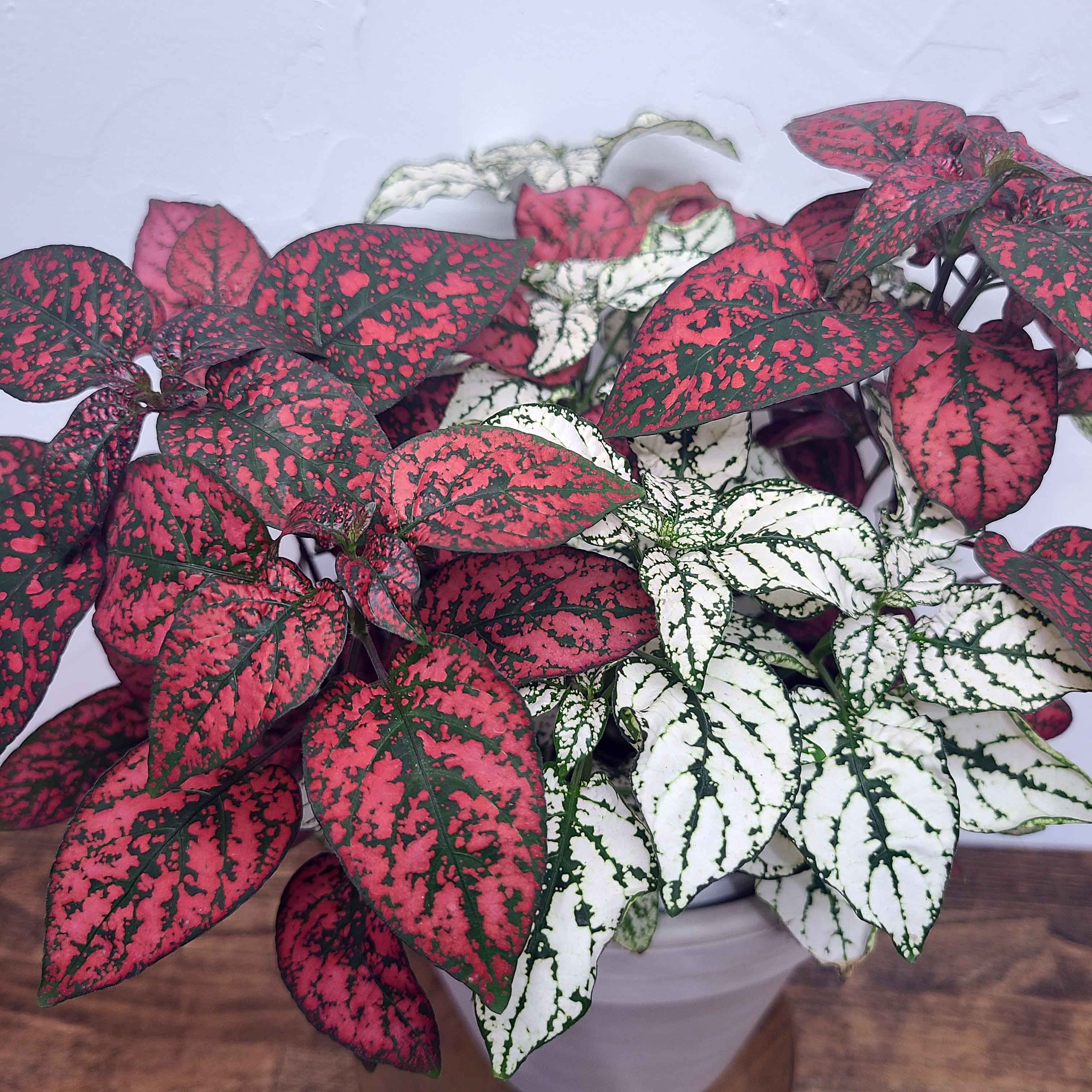 RED AND WHITE SPLASH by Denver Plant Delivery