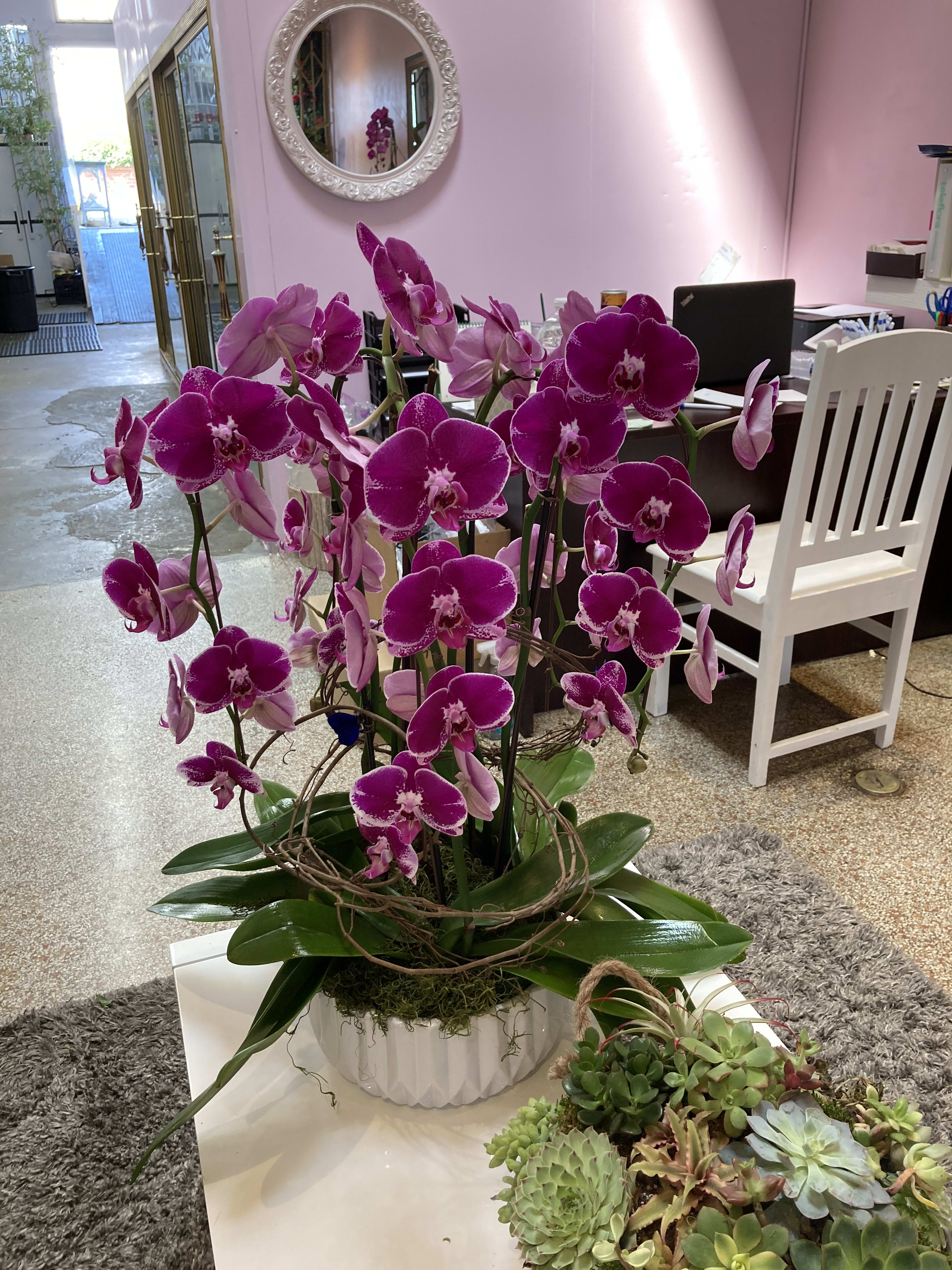 6 Phalaenopsis Orchids in Los Angeles, CA La Fleur by Tracy