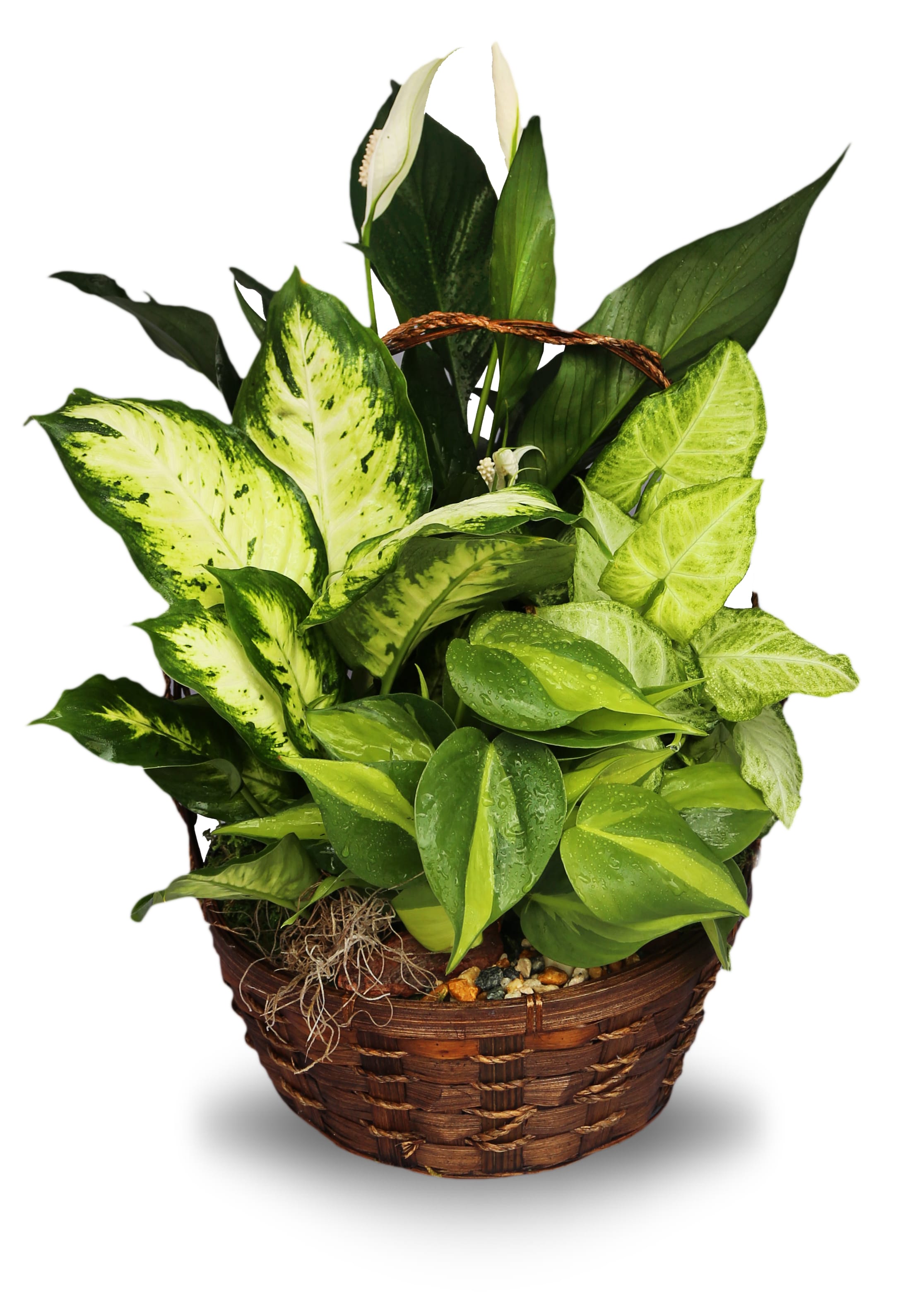 Dish Garden Basket Med in Boca Raton, FL Exceptional Flowers & Gifts