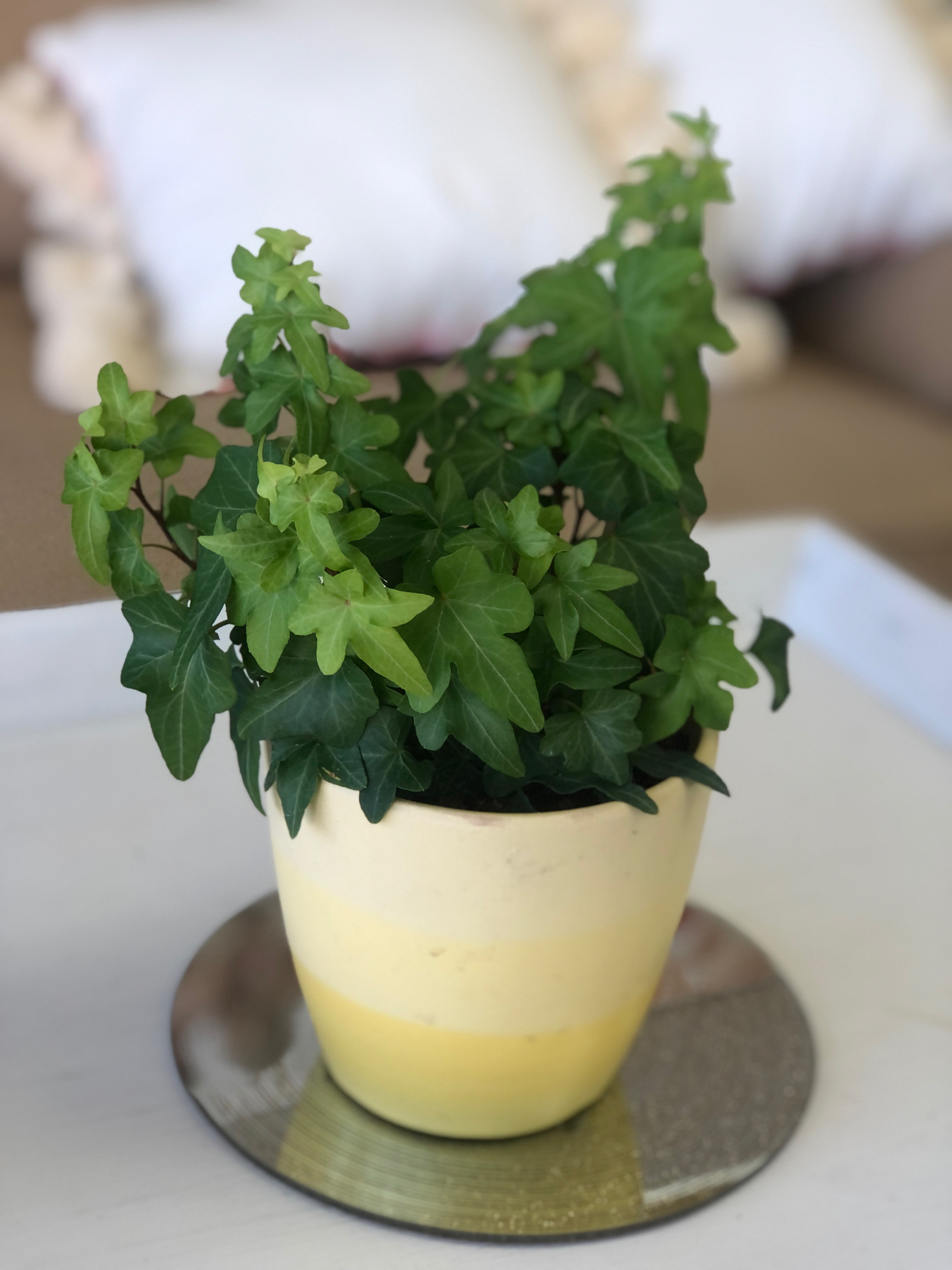 Angel Plant in Boca Raton, FL Big Rose Boca