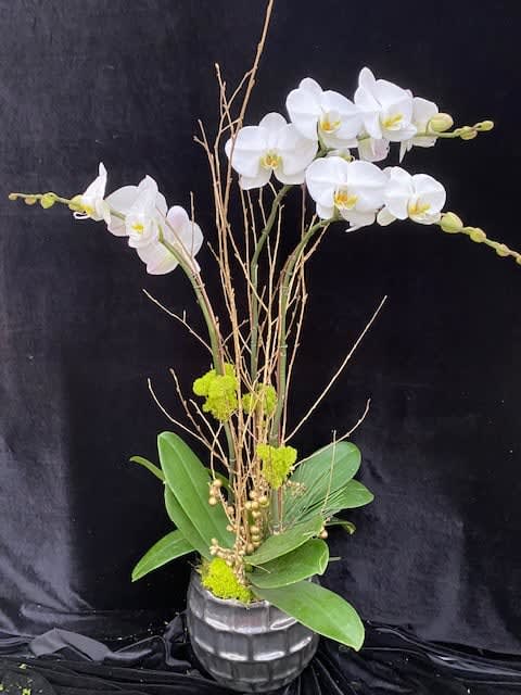 Holiday Gift #7 - White phal. with ceramic pot.