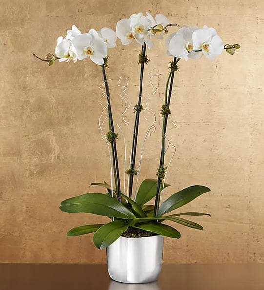 Celebration Orchids - All celebrations should be marked by a gift this unforgettable! We’ve taken our stunning white Phalaenopsis orchid plant and paired it with a shimmering keepsake silver planter. Whether it’s to celebrate 25 years of marriage, a milestone birthday or just another day, it will be hard to tell what’s more dazzling—the gift or her smile.