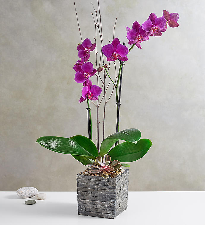 Butterfly Orchid  -  This Beautiful butterfly orchid arrangement with the birch in the rustic cube wood box.