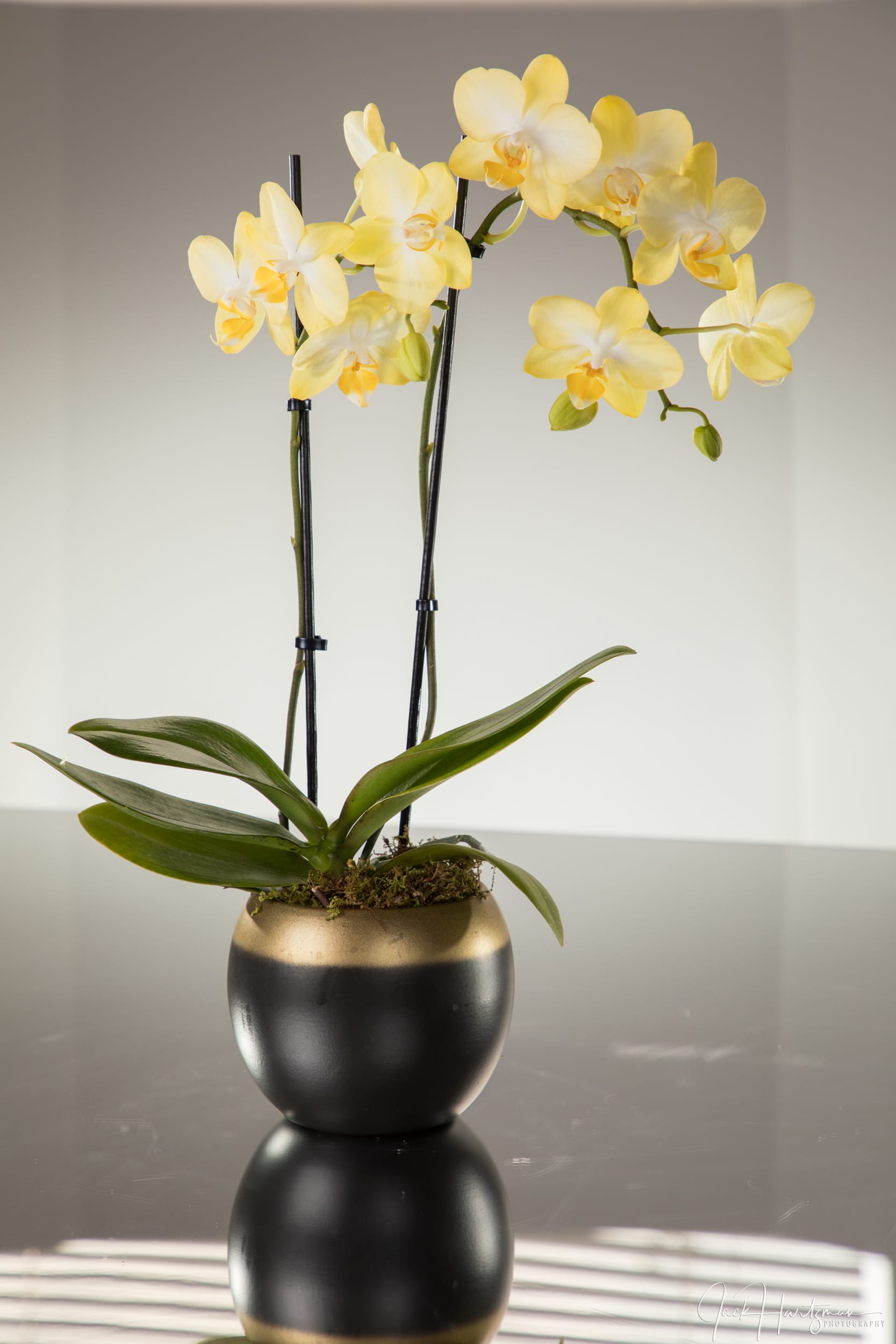 Two Stem Orchid Planter in Gaithersburg, MD The Blooming Bus