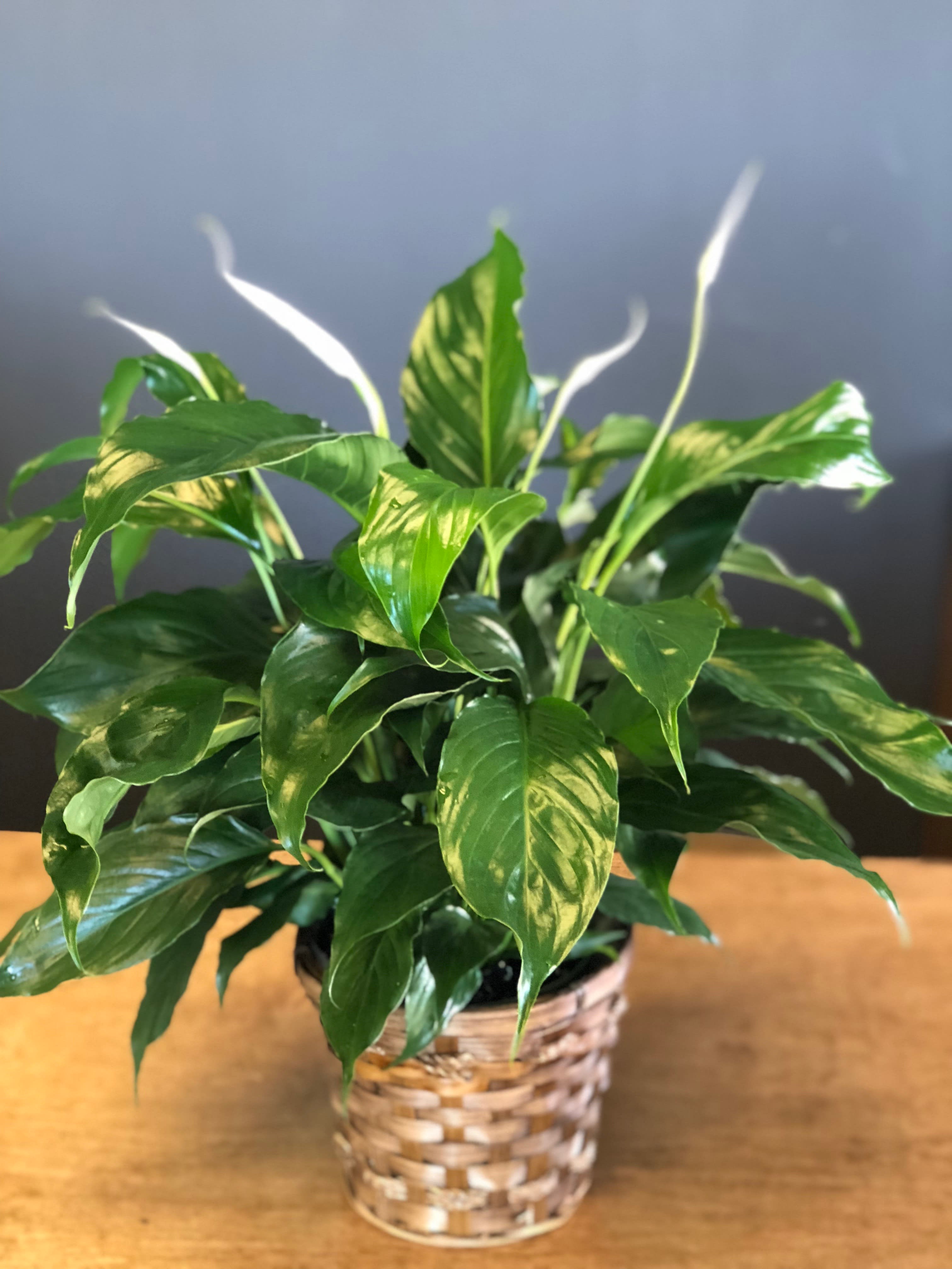 Peace Lily In A Basket in Greeley, CO Petal By Petal