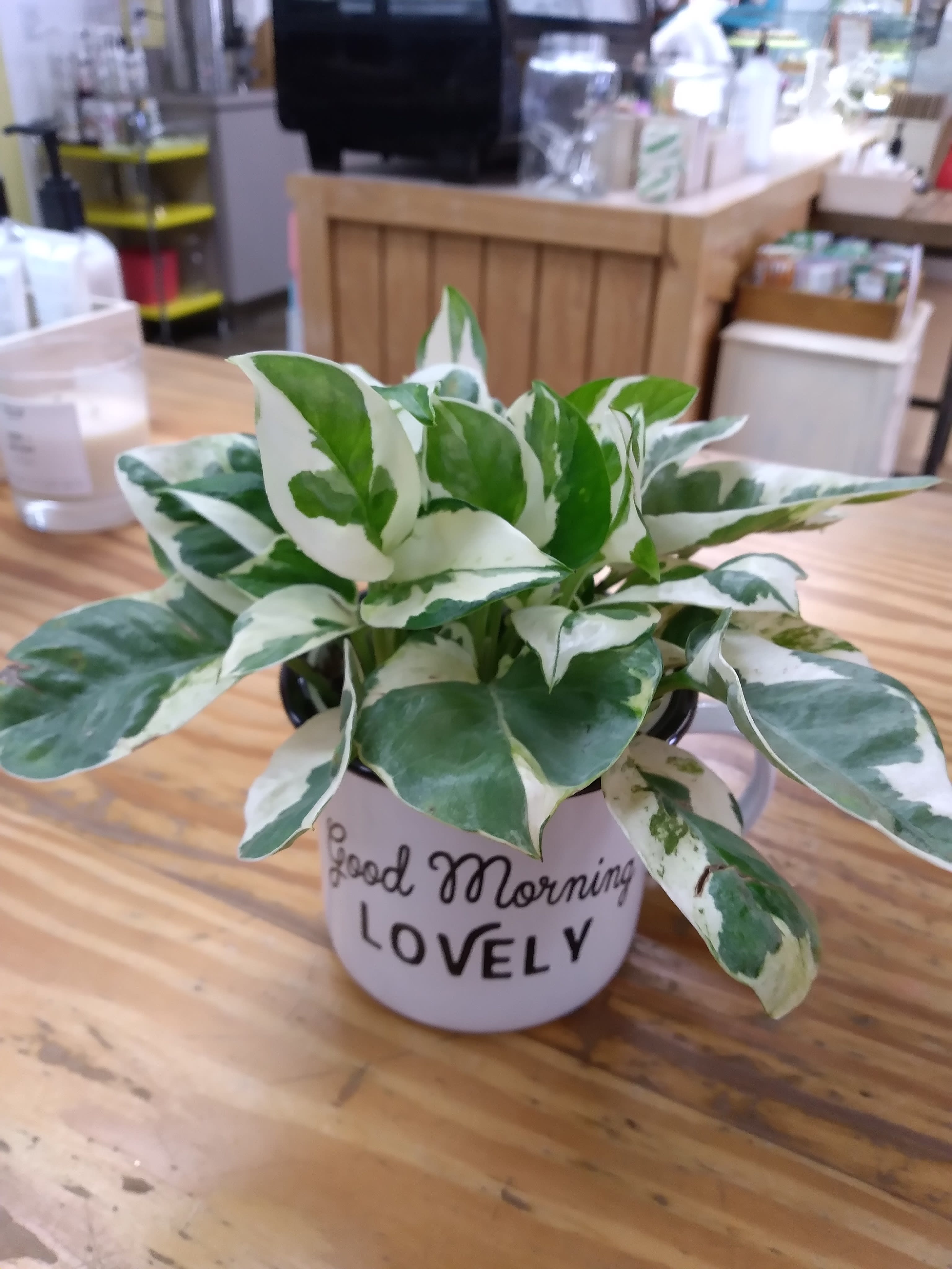 Pothos in Keepsake Container in Cypress, CA Classics Flowers and