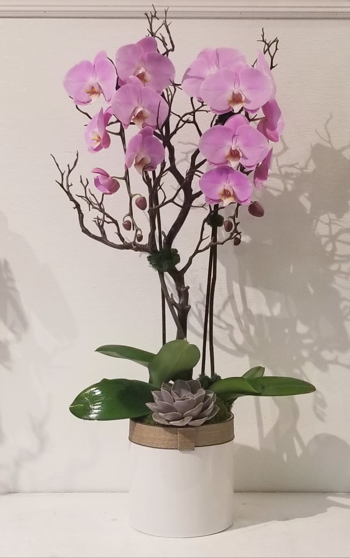 Lavish Soft Pink Orchids - Double soft pink phalaenopsis orchid planter in white ceramic container dressed with silk manzanita branch and succulent.