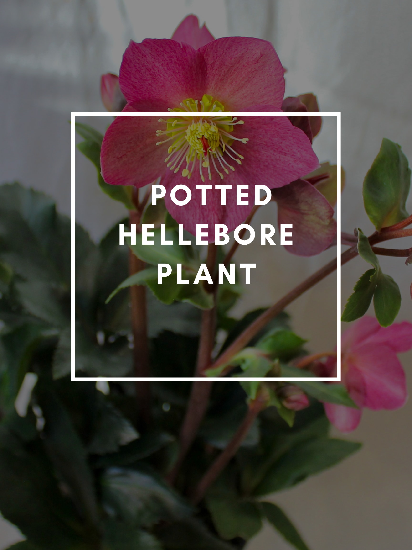 Hellebore in Portland, ME Harmon's Floral Company