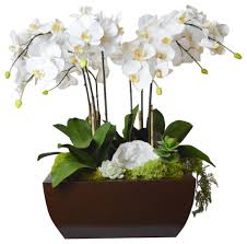 White Orchid plant White Orchid plant - white orchids