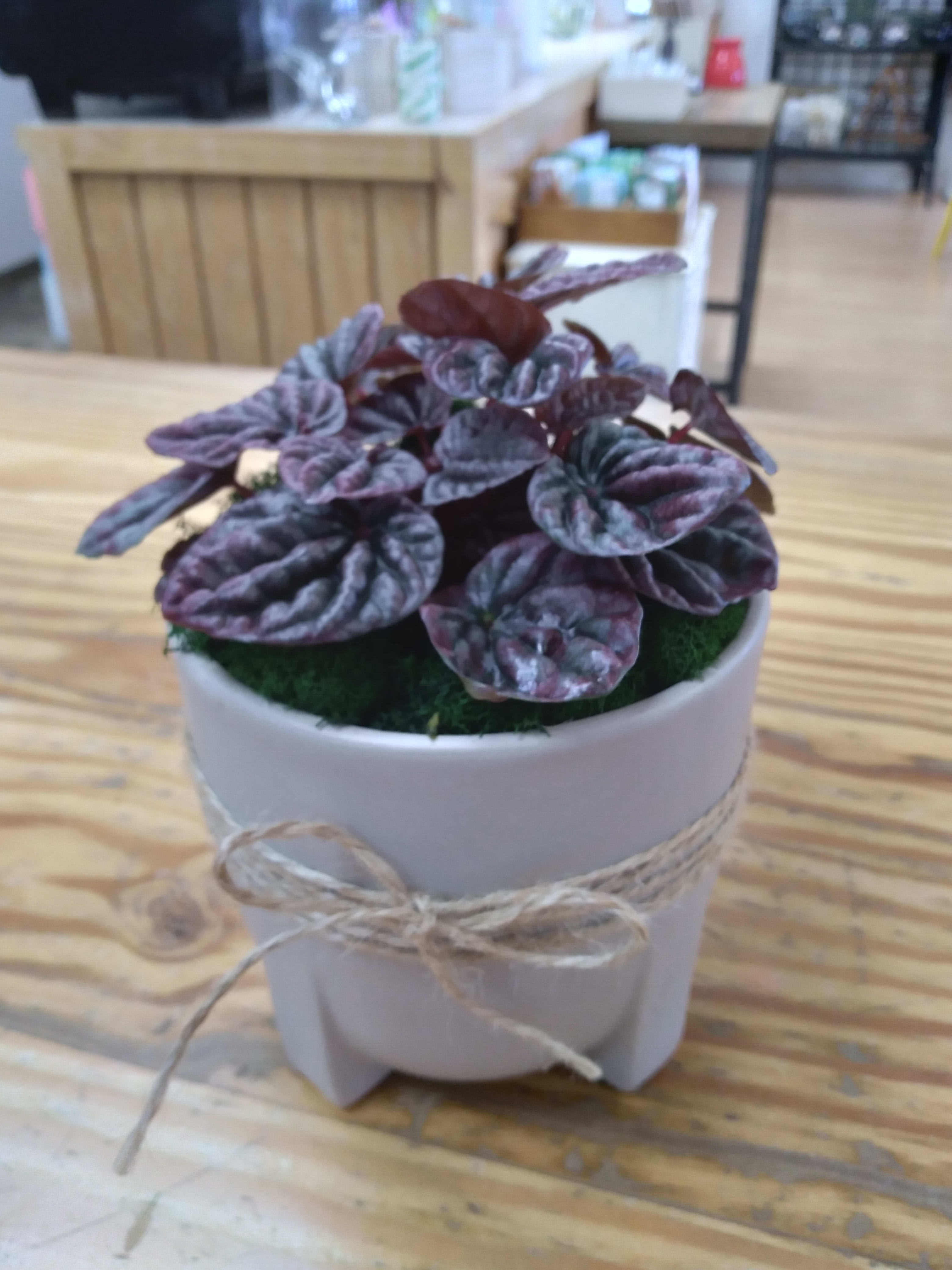 Emerald Ripple Red Peperomia Plant In Cypress Ca Classics Flowers And Confections