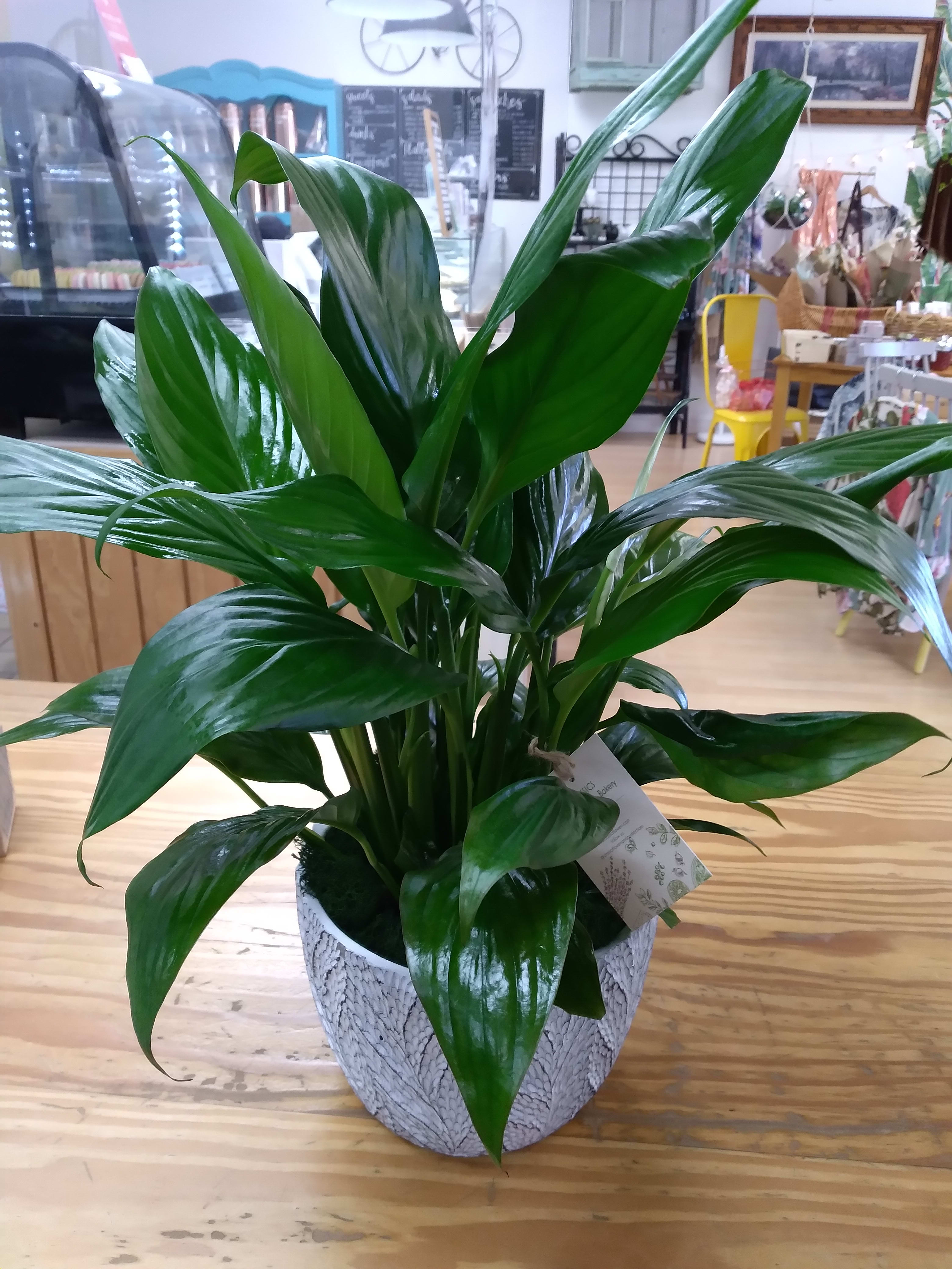 Peace Lily in a pot in Cypress, CA Classics Flowers and Confections
