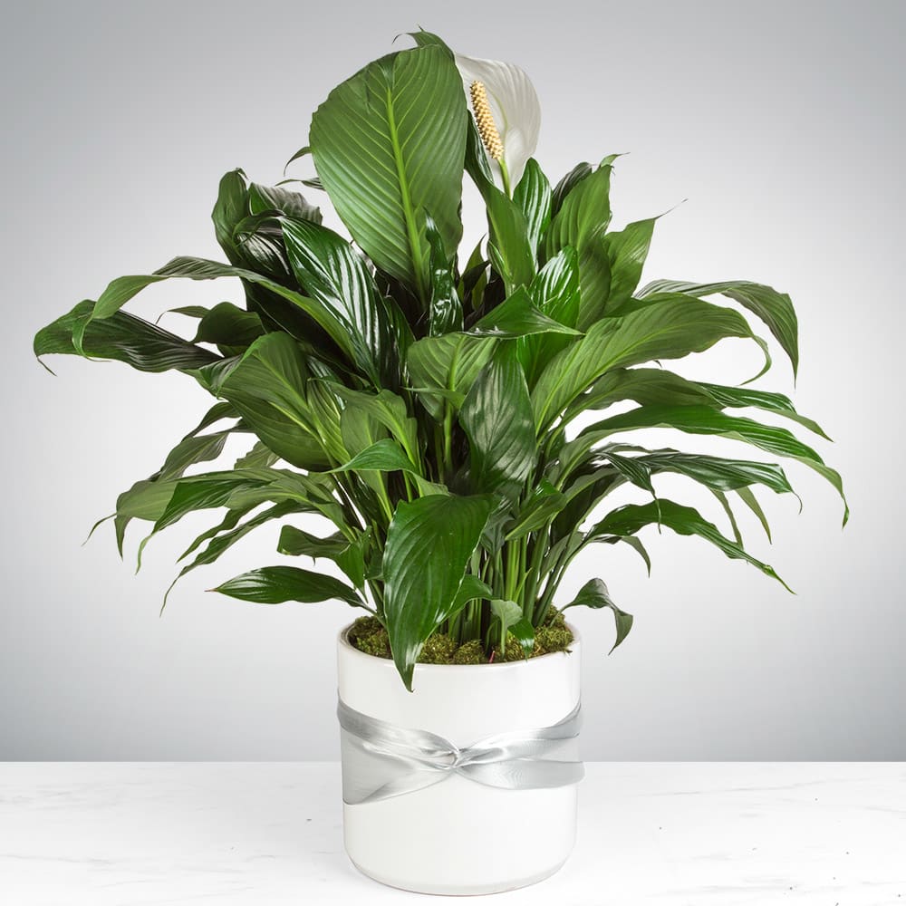 Spathiphyllum Plant by BloomNation™ - Send your condolences with this Spathiphyllum plant. APPROXIMATE DIMENSIONS: 18&quot; tall and is in a quality white ceramic planter