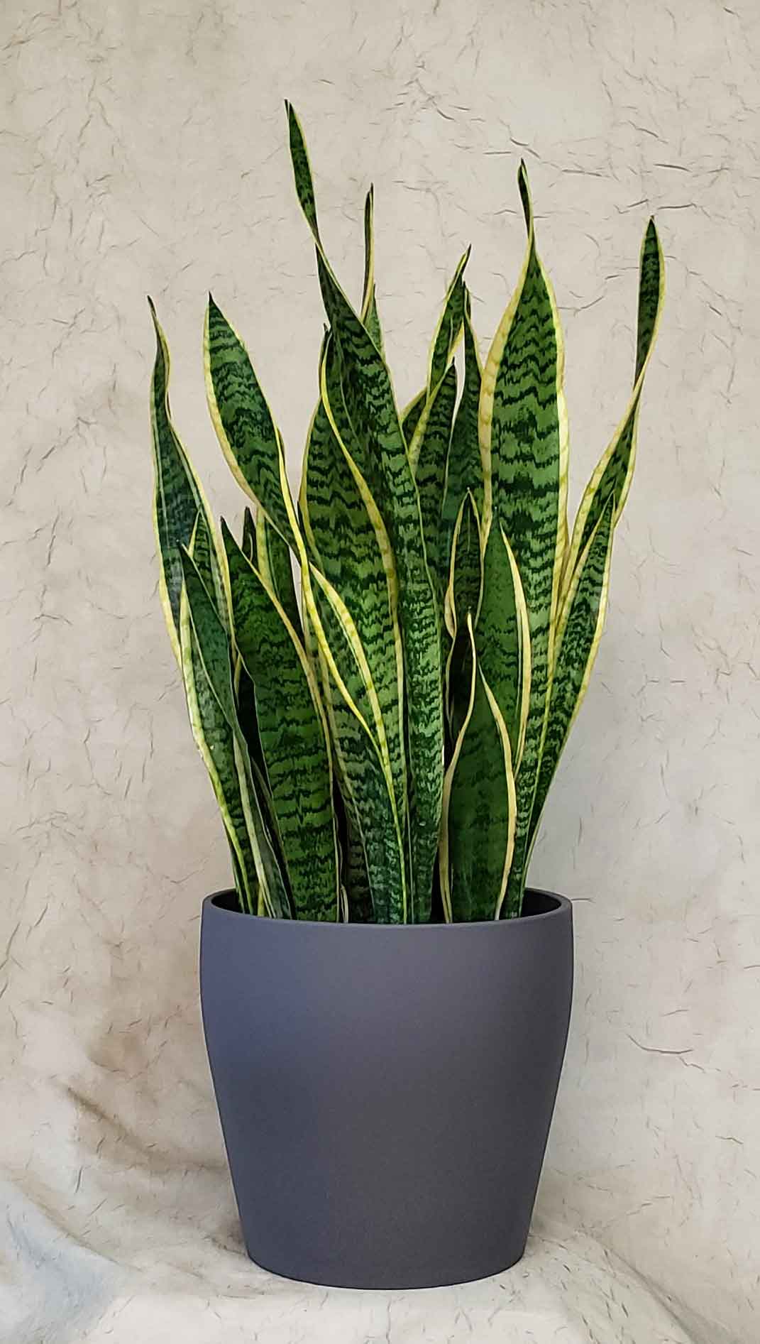 Snake Plant (WP-19) - Snake Plant(Sansevieria) in a gray ceramic pot.