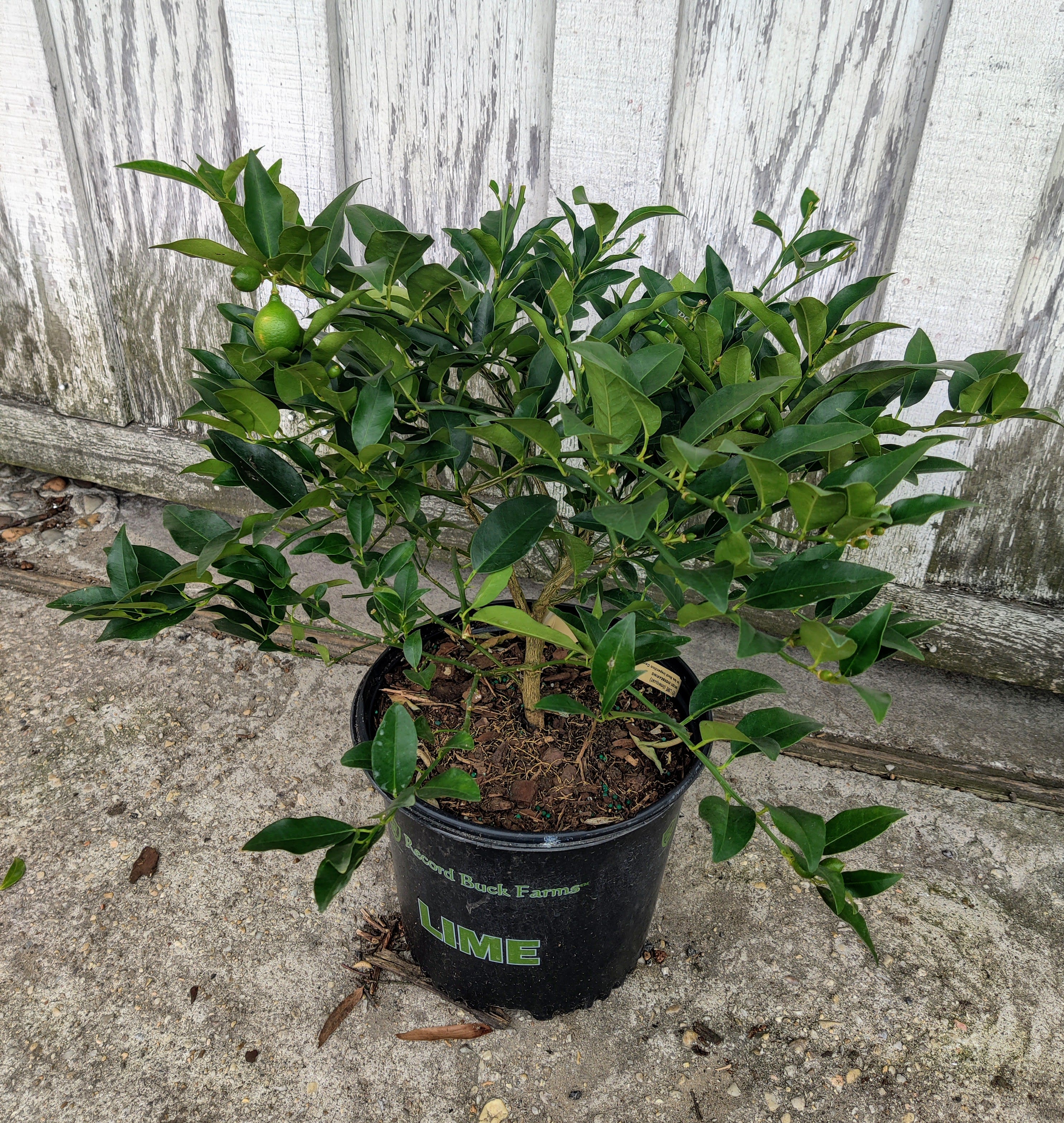 Lime Tree  - Enjoy homegrown citrus in your home! Easy to grow, just have a sunny window for your lime. 