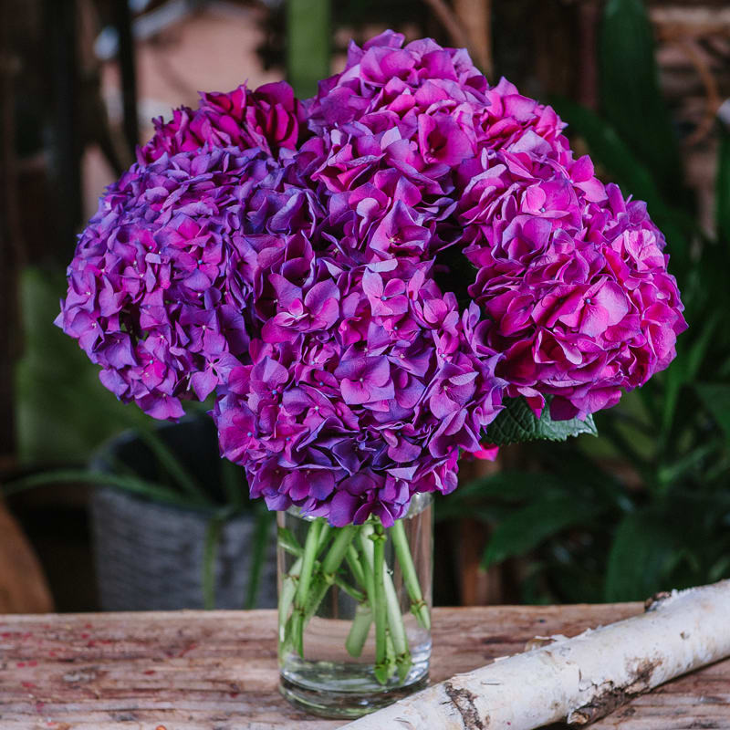 Hydrangea Lovers - Purple by Le Printemps