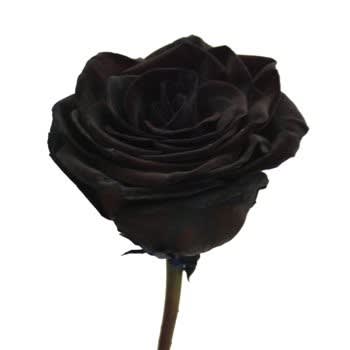Fresh cut Single Red Rose Dyed Black Enhanced With Silver or Gold Glitter  your choice in Brooklyn, NY