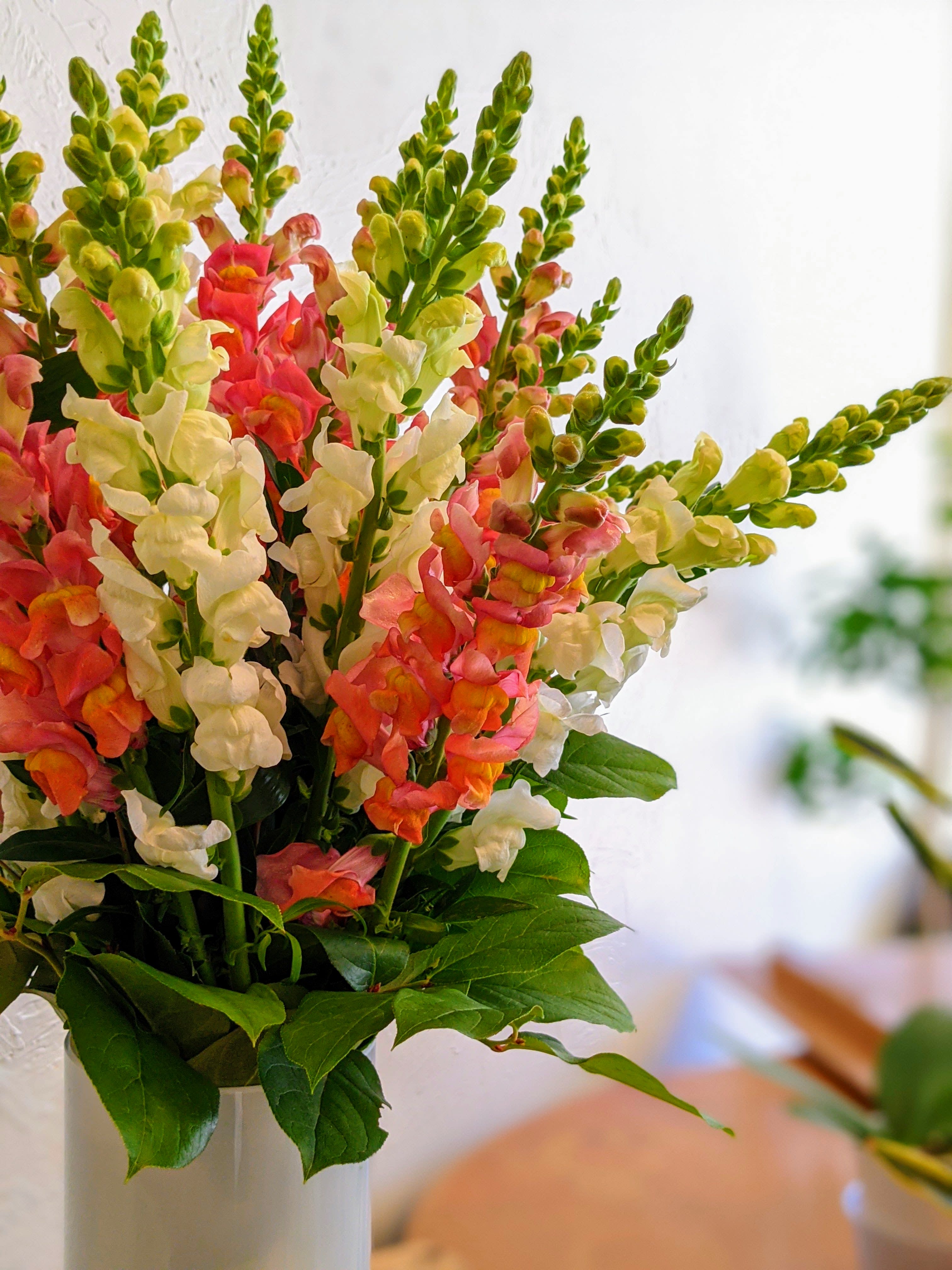 Awww Snapdragon! in Belmont, MA Jayne's Flowers