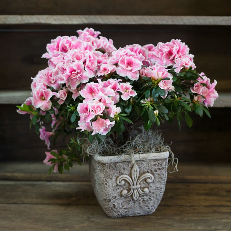 Potted Azalea Plant in Clovis, CA Clovis Floral &amp; Cafe