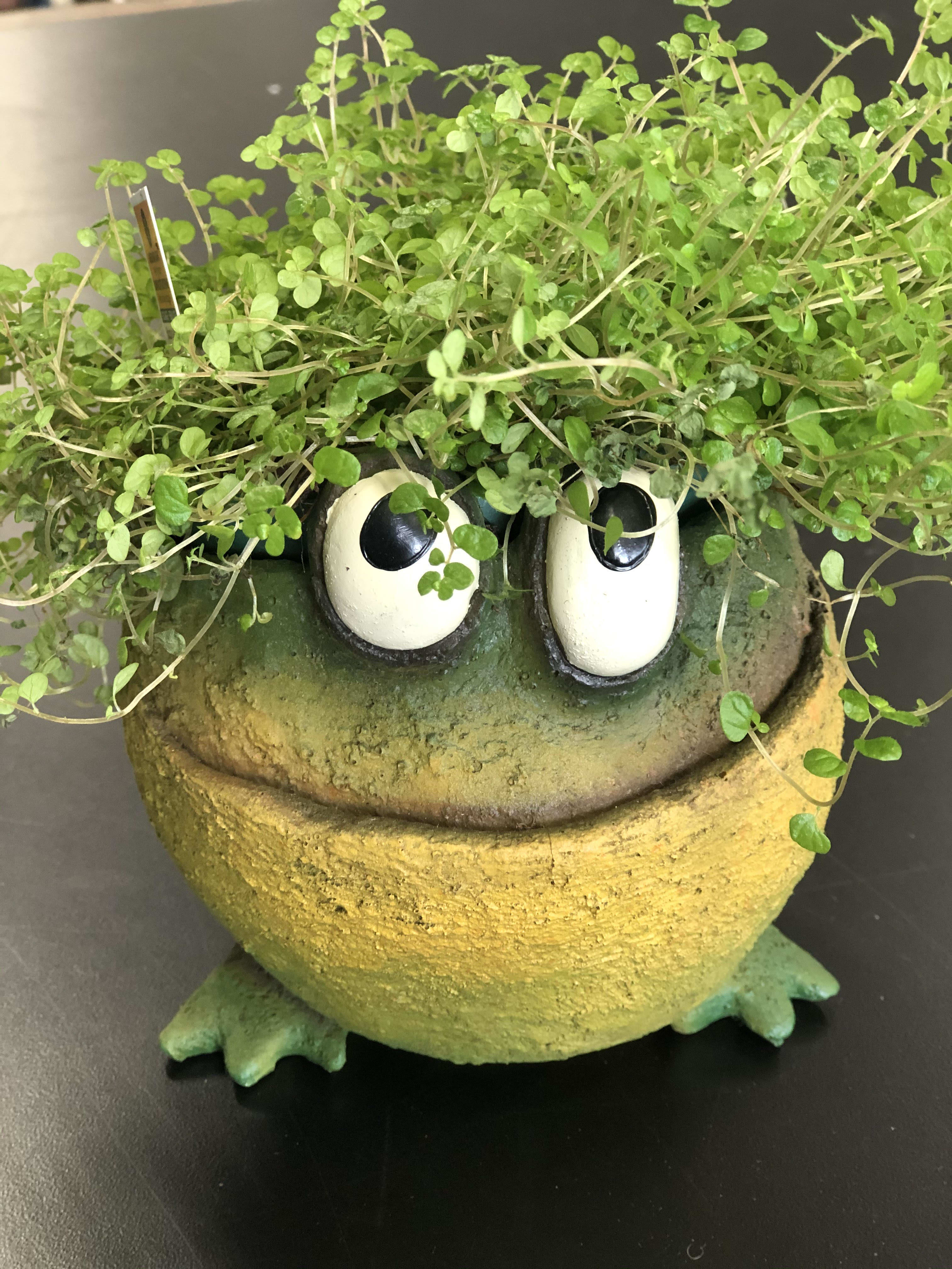 Frog Planter in Mt Pleasant, MI | 3 Wishes Floral and Design Studio