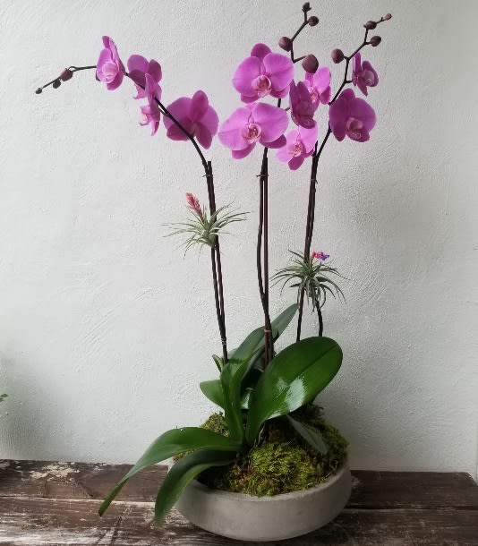3 Purple Phalaenopsis Orchid  - 3 Purple Phalaenopsis Orchid and succulent in concrete container with moos
