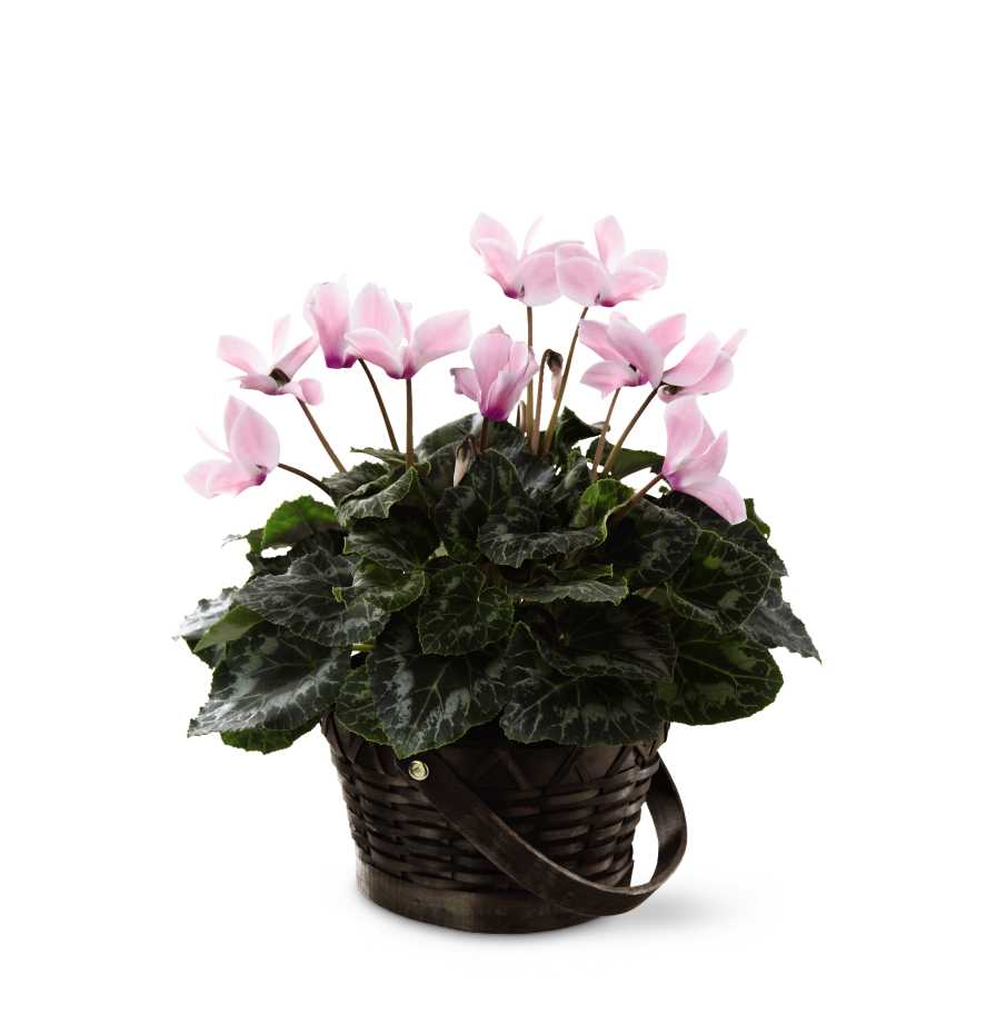 The FTD Pink Cyclamen - The FTD Pink Cyclamen blooms with an exquisite beauty to create an incredible gift for your special recipient. Boasting beautiful blushing blooms, this pink cyclamen plant arrives seated in a dark round woodchip handled basket to create the perfect way to extend your thanks, tell them congratulations or let them know they were on your mind. 4â plant.