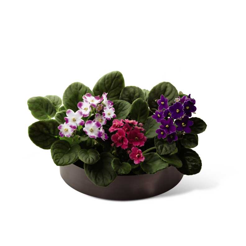 The FTD African Violets - The FTD African Violets bloom in shades of pink and purple to create an incredible gift for your special recipient. Three African Violet Plants displaying a varied assortment of colorful flowers amongst their dark green foliage are planted in a graphite oval container for a modern and elegant look. Approx. 12âH x 7âW.
