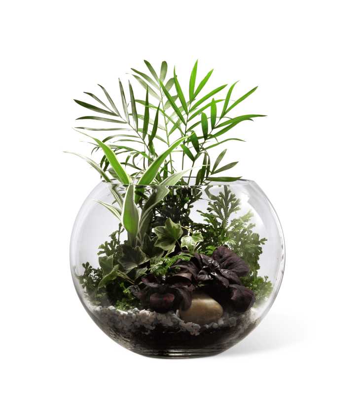 The FTD Woodland Greens Terrarium - The FTD Woodland Greens Terrarium is a vibrant symbol of the life of the deceased. An assortment of lush green plants are arranged amongst river rocks and spectra stones in a clear glass bubble bowl to create an exceptional gift that will bring warmth and comfort throughout the grieving process.