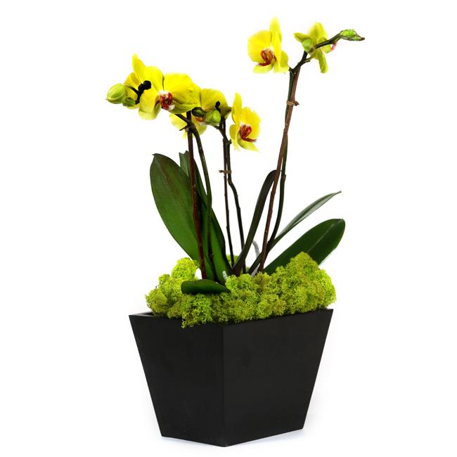 Yellow Phalaenopsis Orchid - My Beverly Hills Florist - Phalaenopsis Orchid plant potted in a zen like container with river roots hugging the plants. Long lasting! Dimensions 5x3x16&quot;