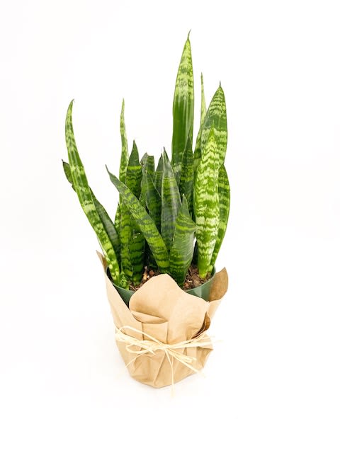 Sansevieria Zeylanica By Le Fleur Floral Design